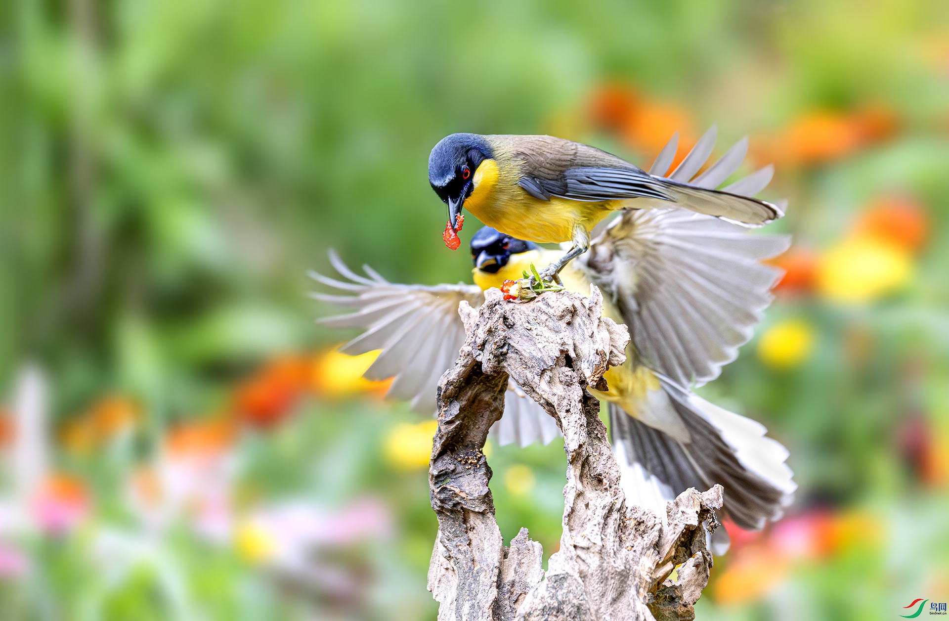 060A6464-----22  .jpg