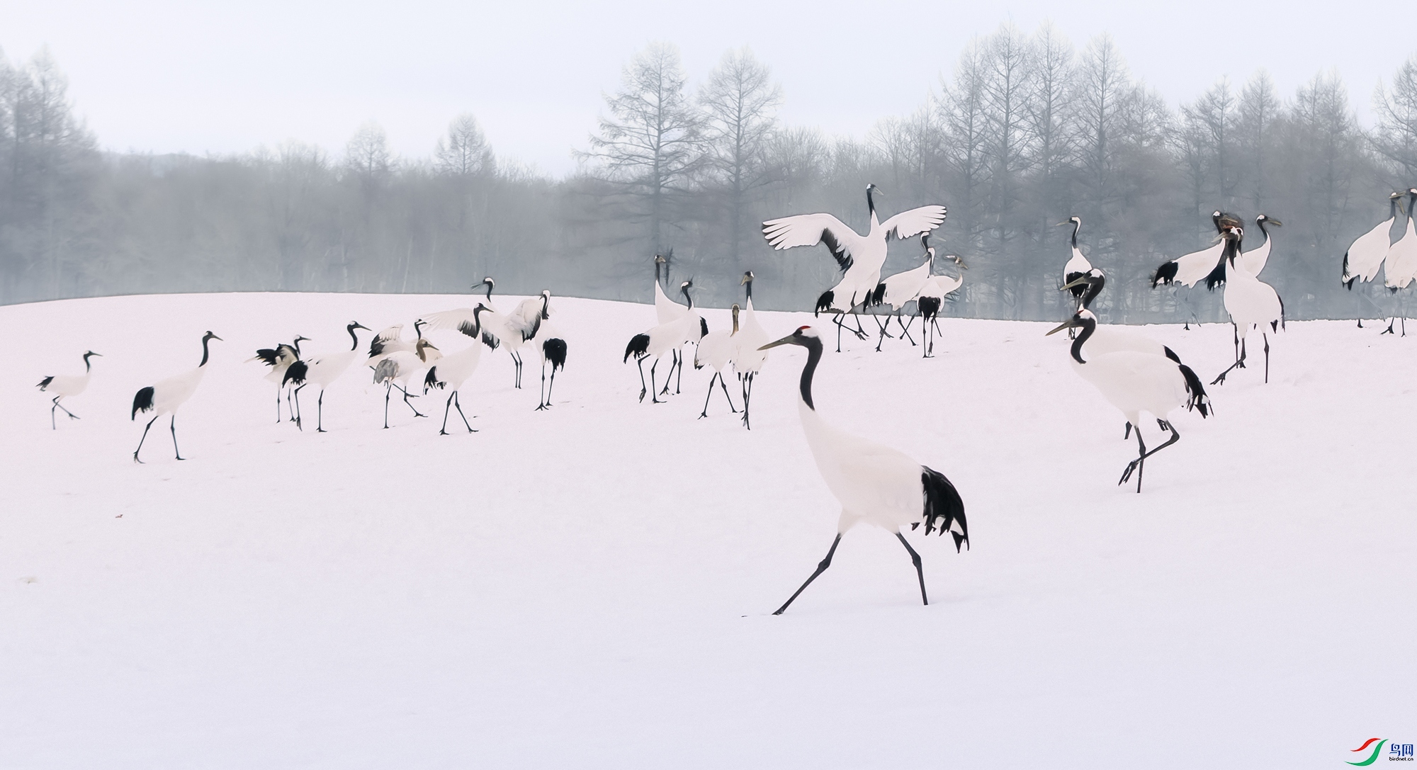 ������----����ѩҰ����Ȼ