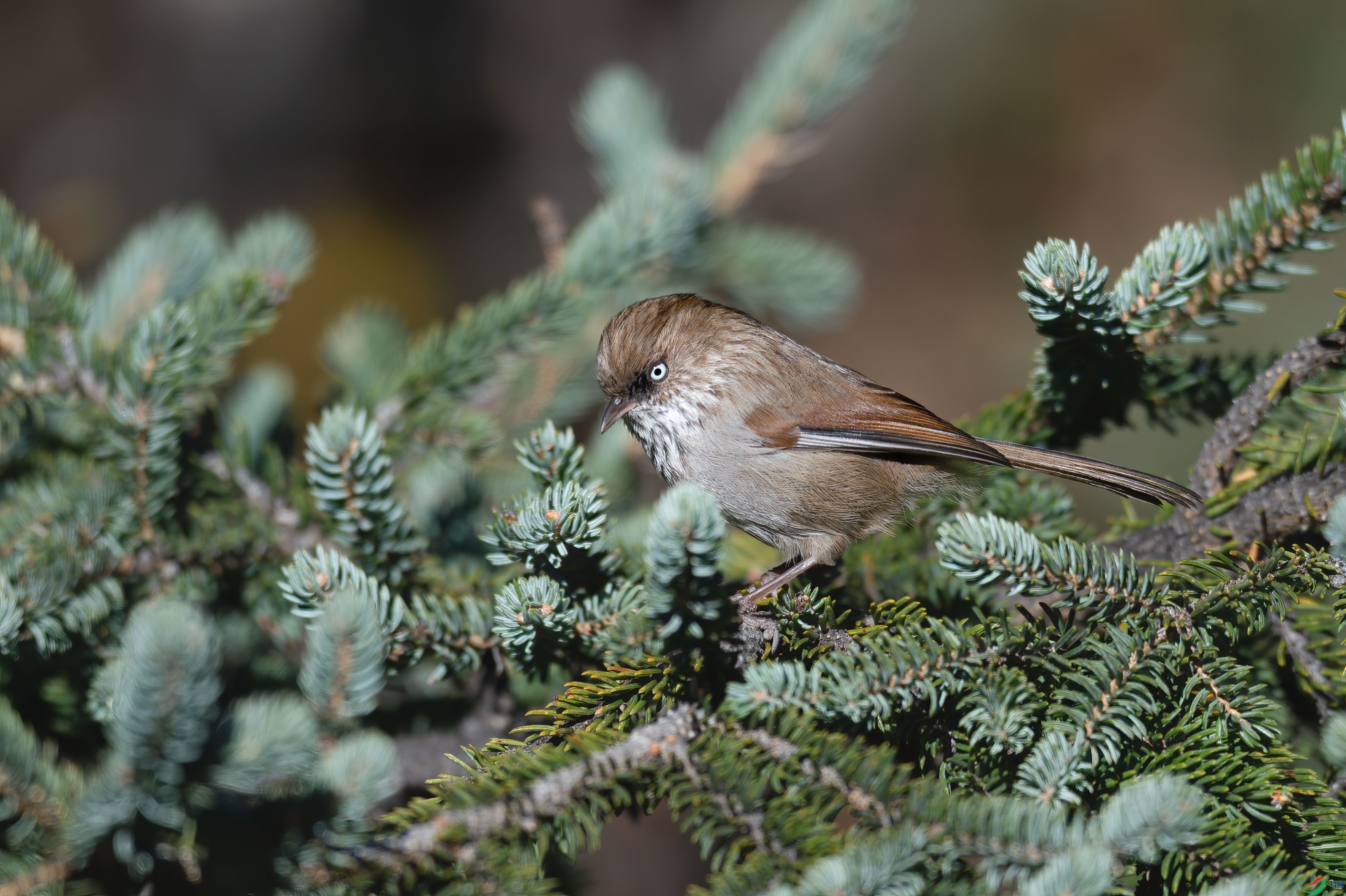 225_7787-�༭sen2019-11-2-270.jpg