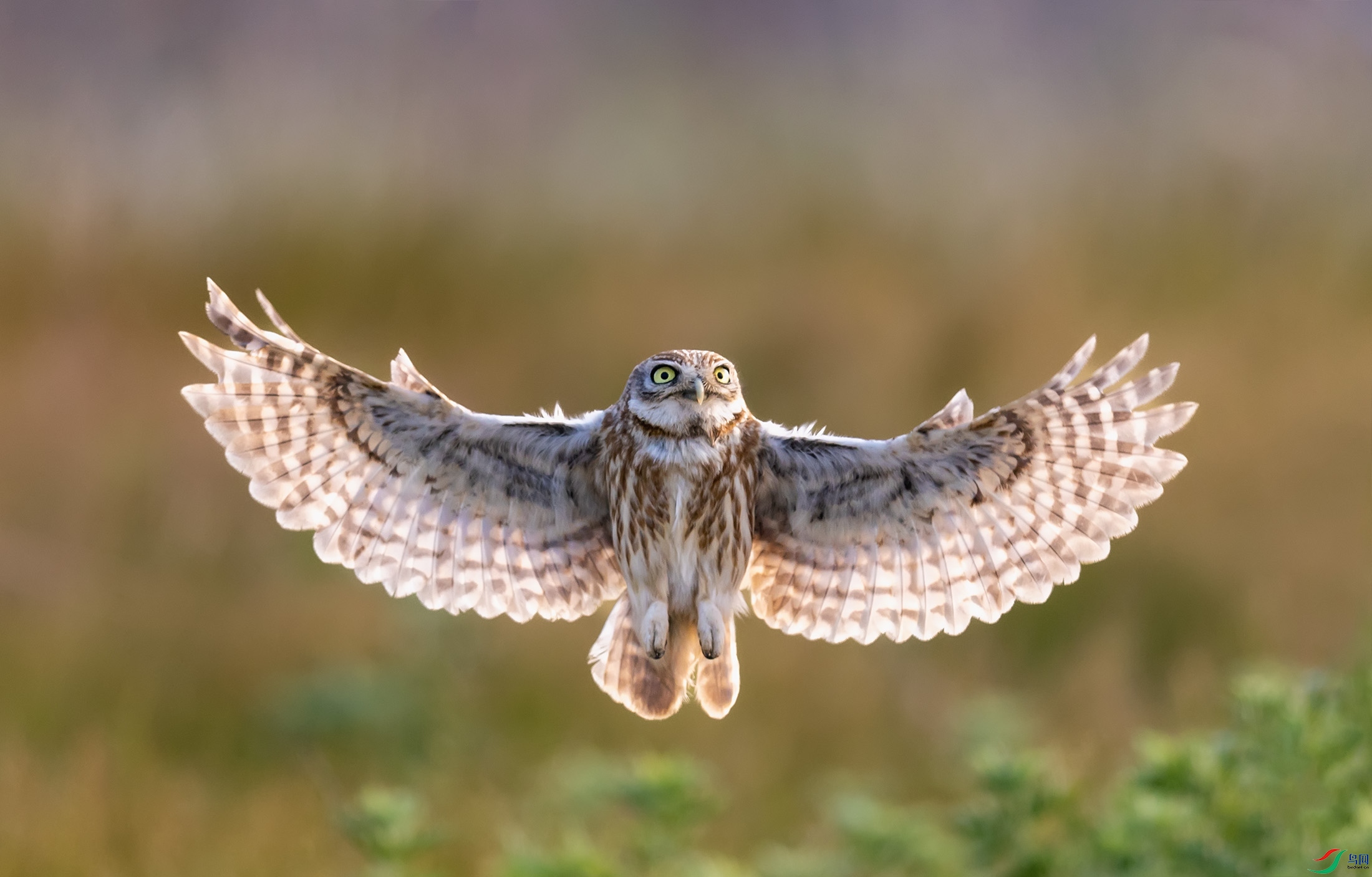 ���Ƹ�С�^