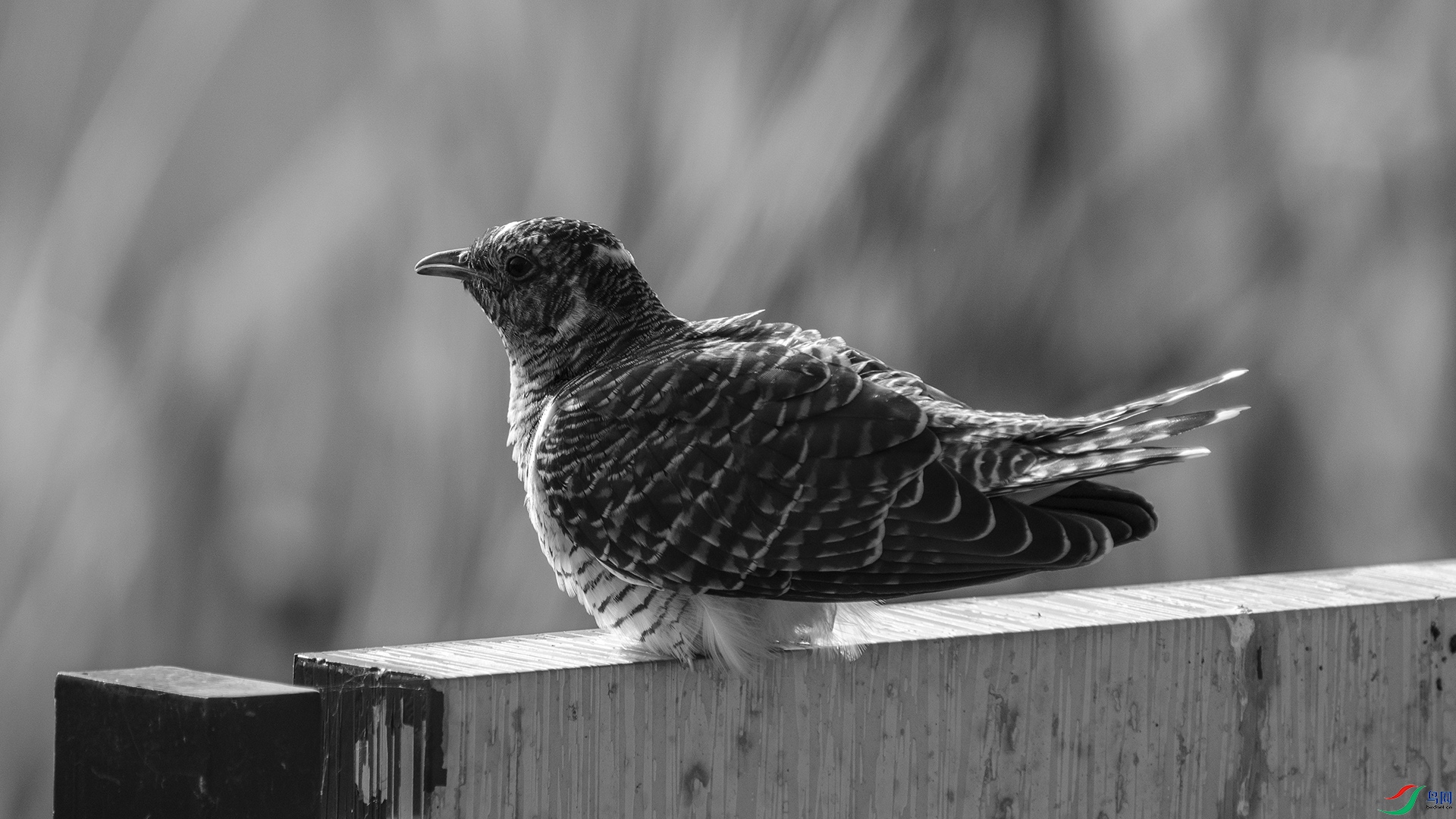 DSC02824 ����.jpg