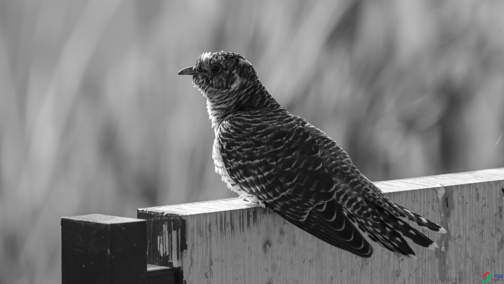 DSC02828 ����.jpg