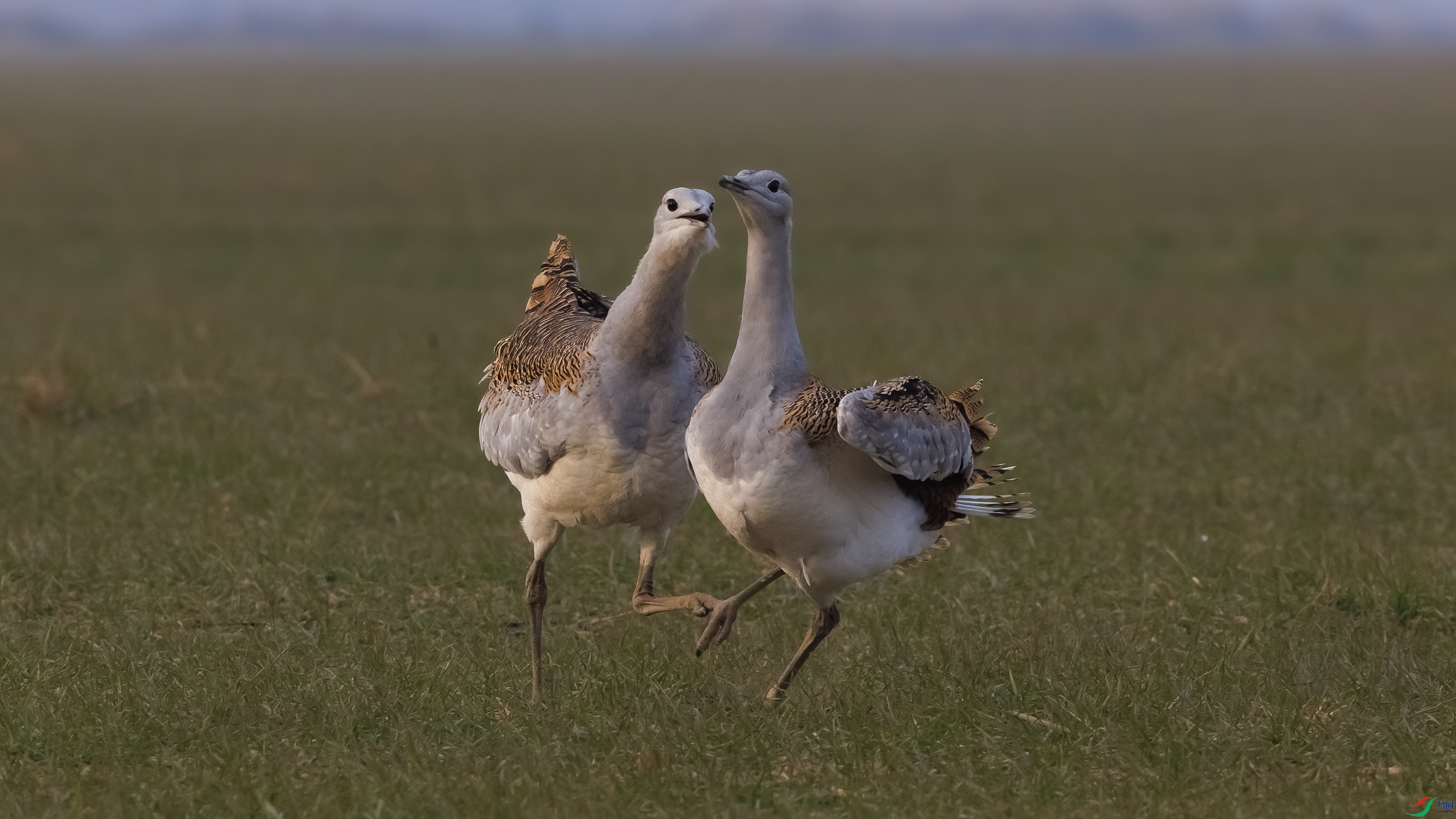 _O7A2509 ����6677.jpg