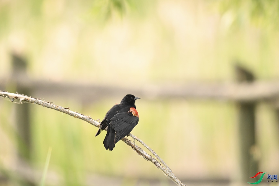 DSC_7811.jpg