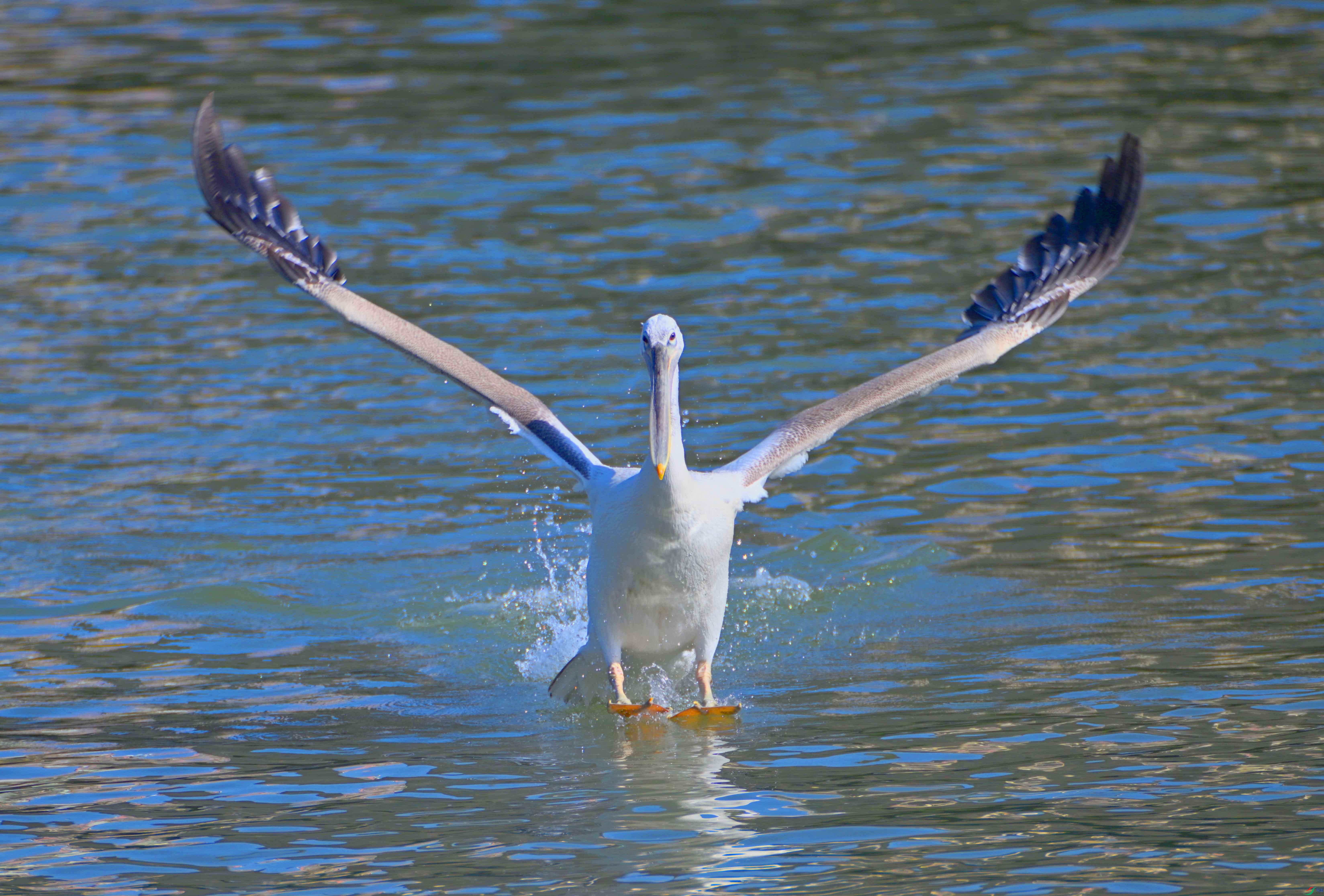 ��������������̬ (30).jpg