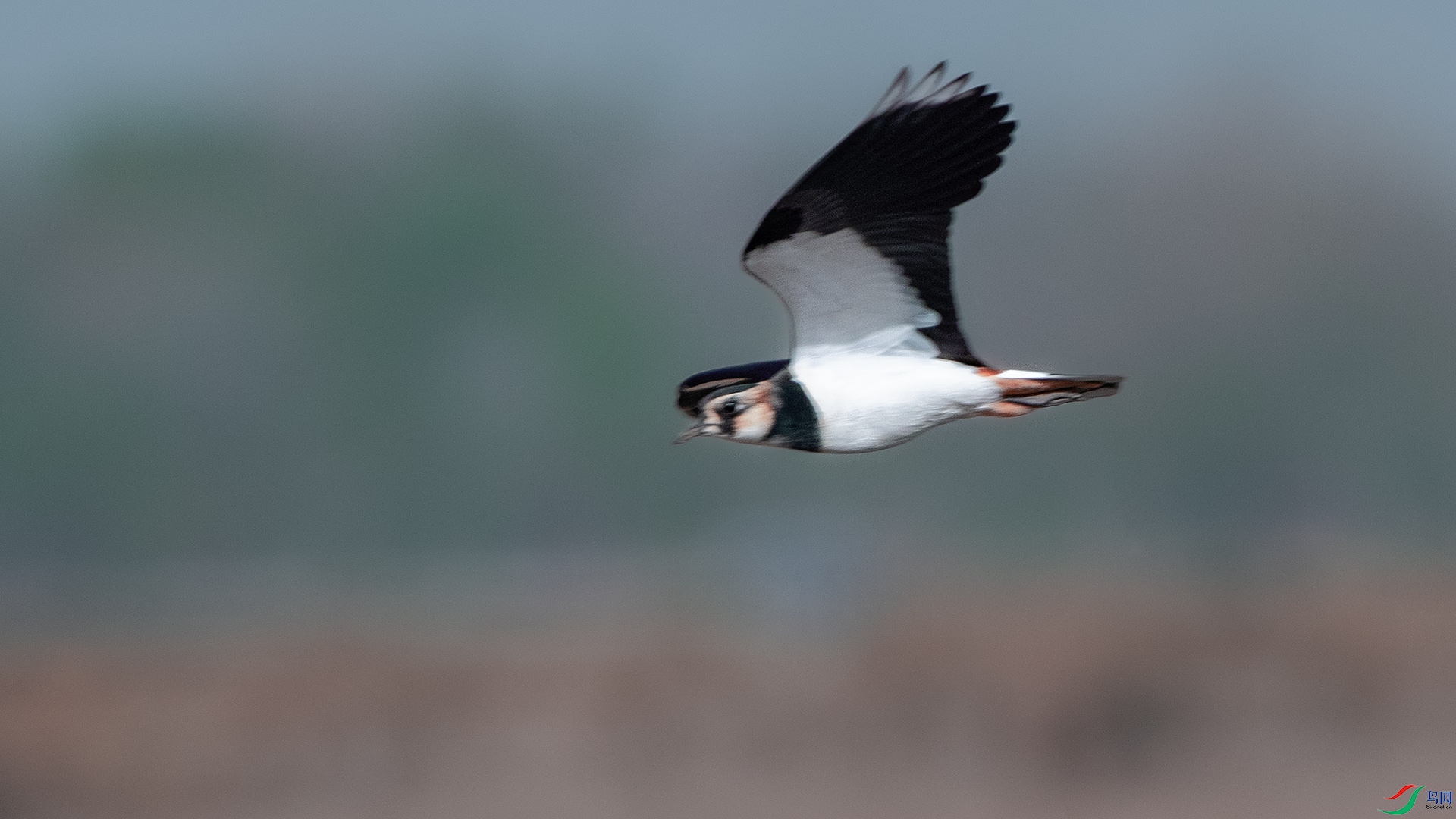 DSC_7796 ����.jpg