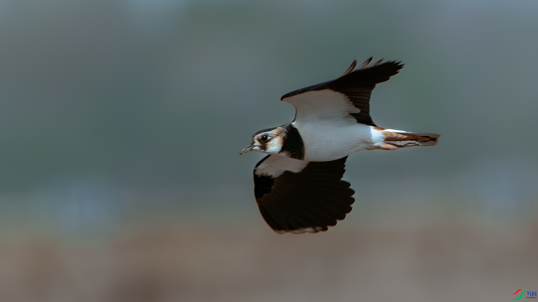 DSC_7797-����ǿ-NR ����.jpg