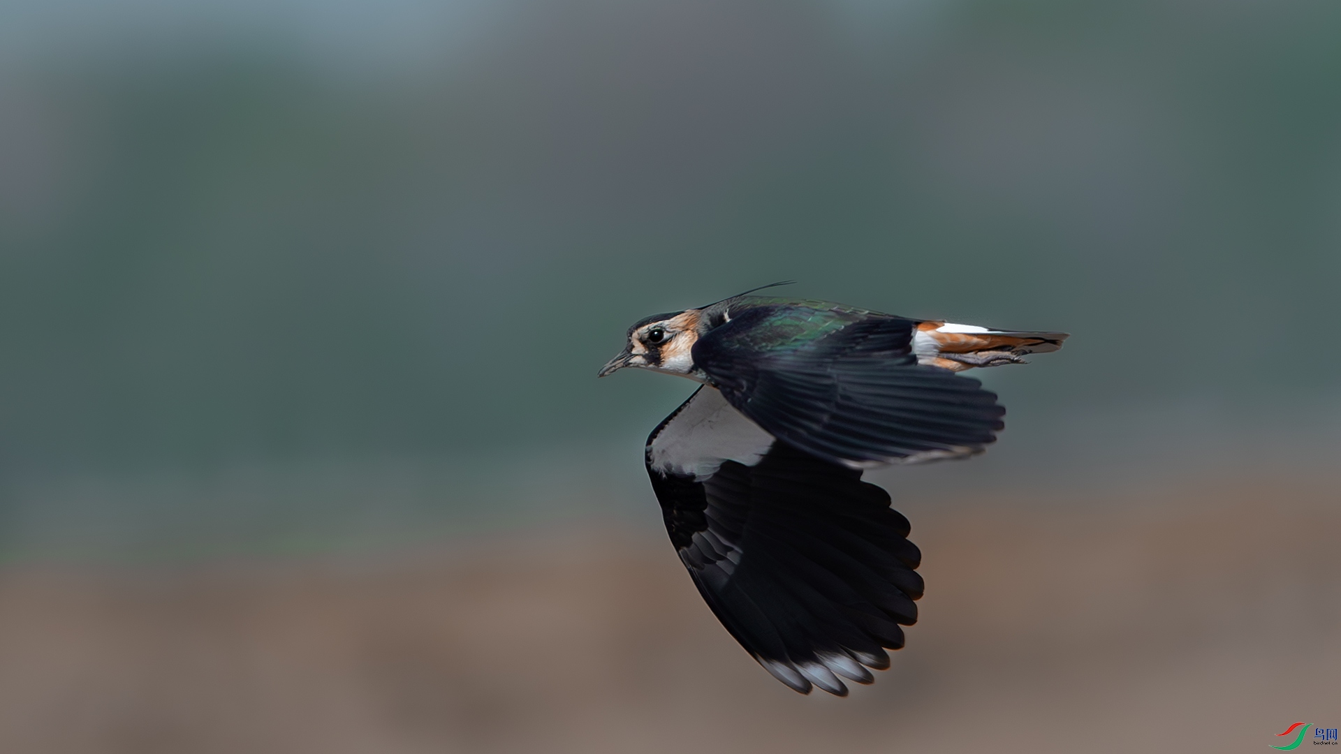 DSC_7798-����ǿ-NR ����.jpg