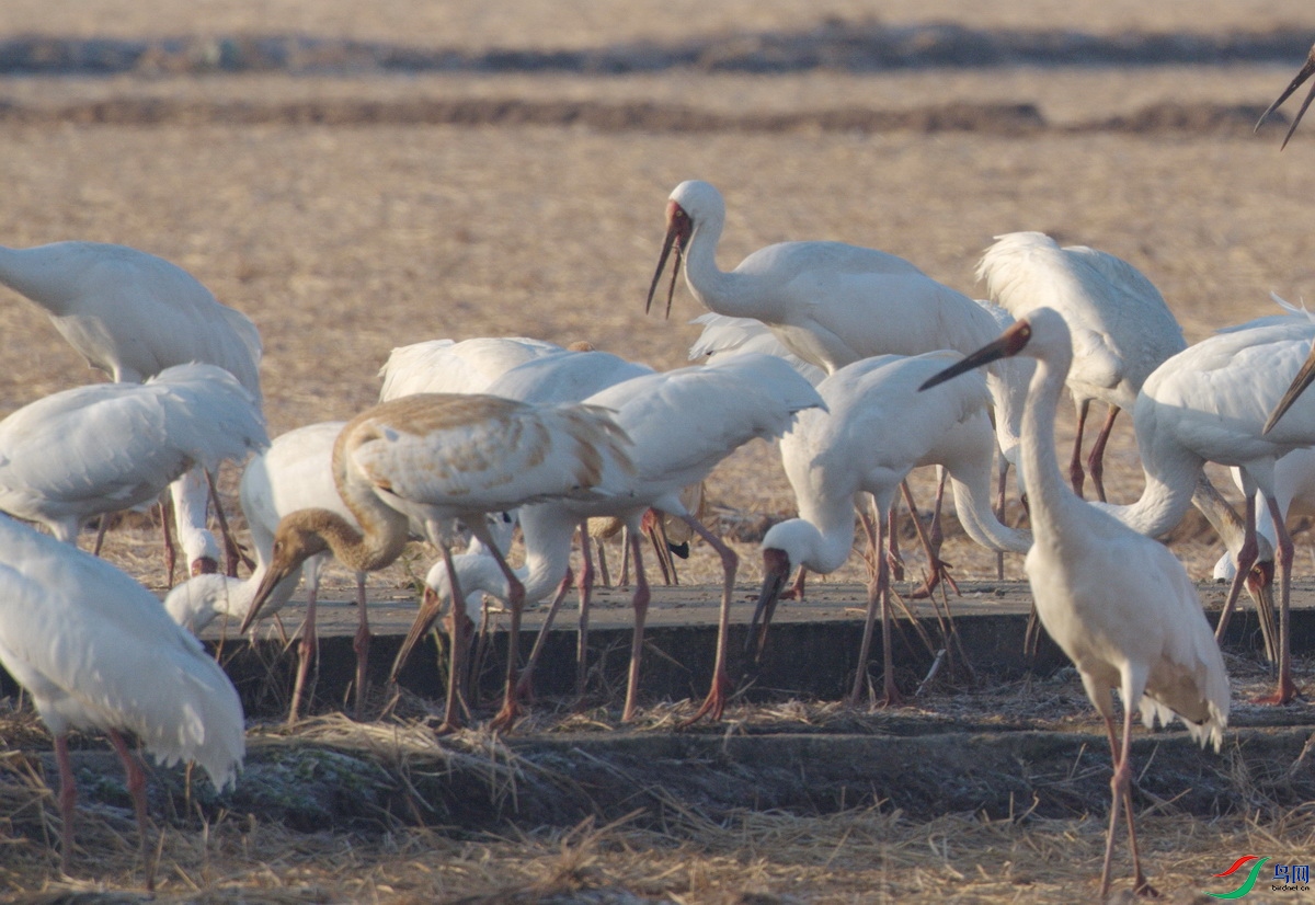 _DSC1012zx_������С - ����.jpg