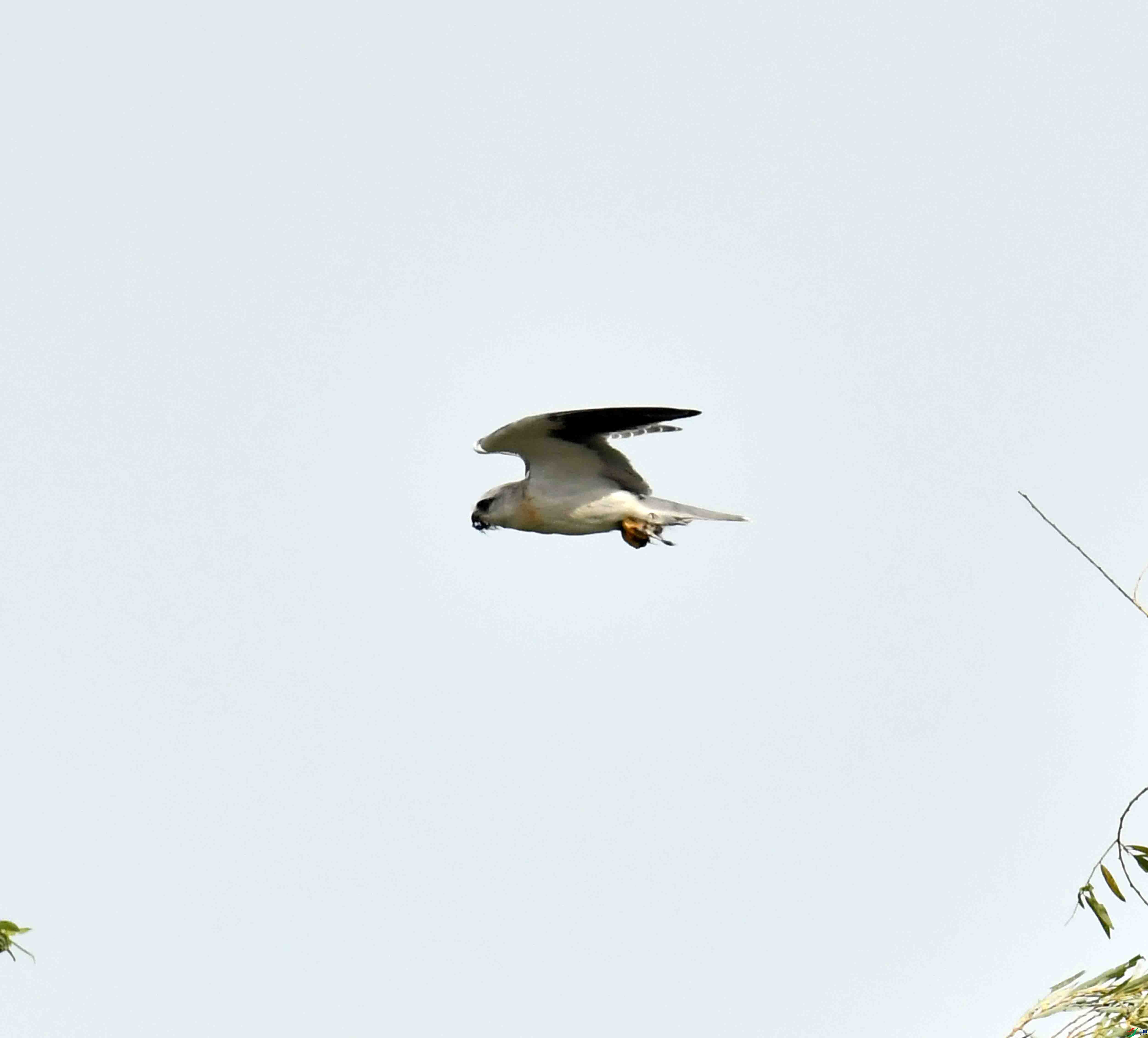 DSC_1247.JPG