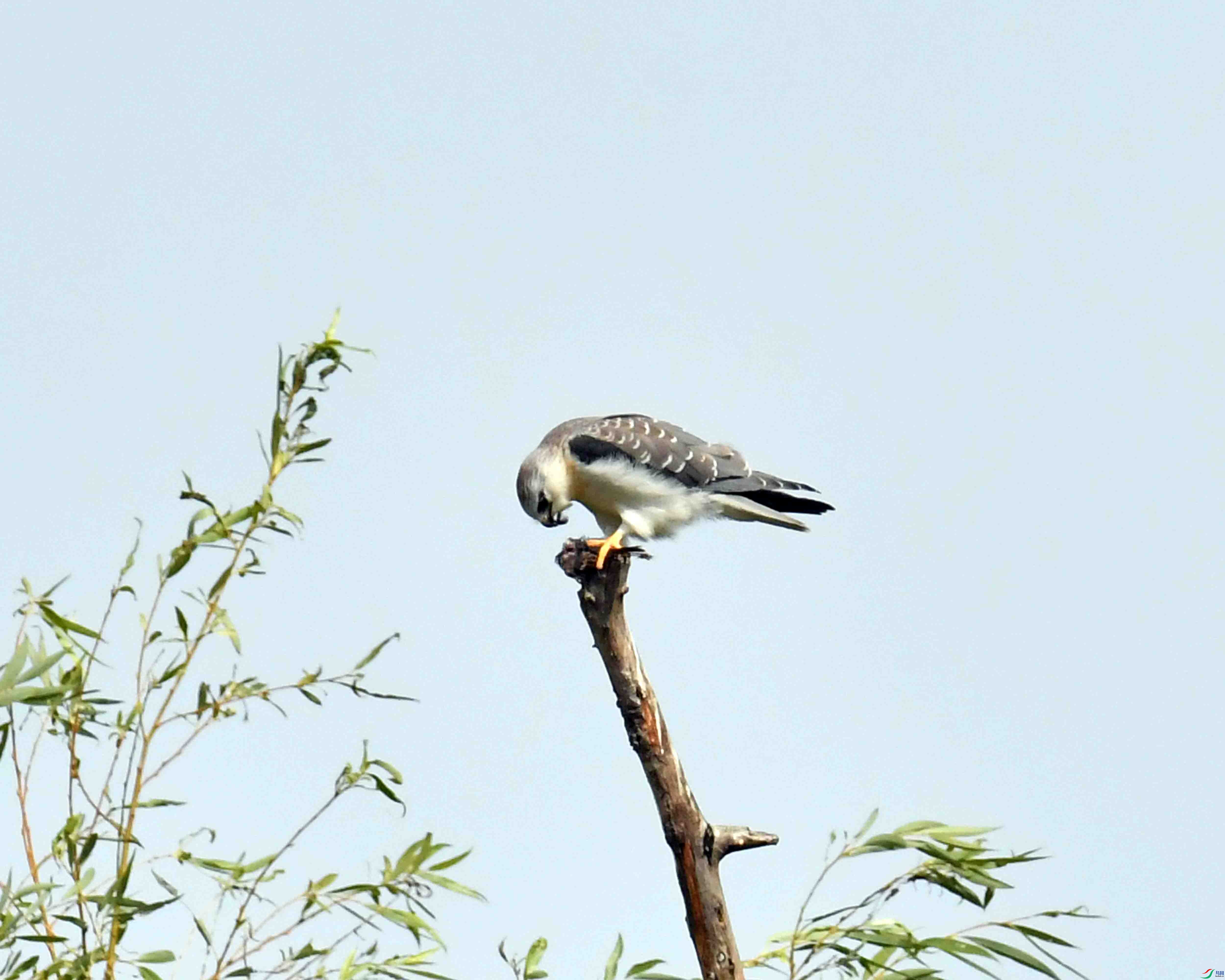 DSC_1271.JPG