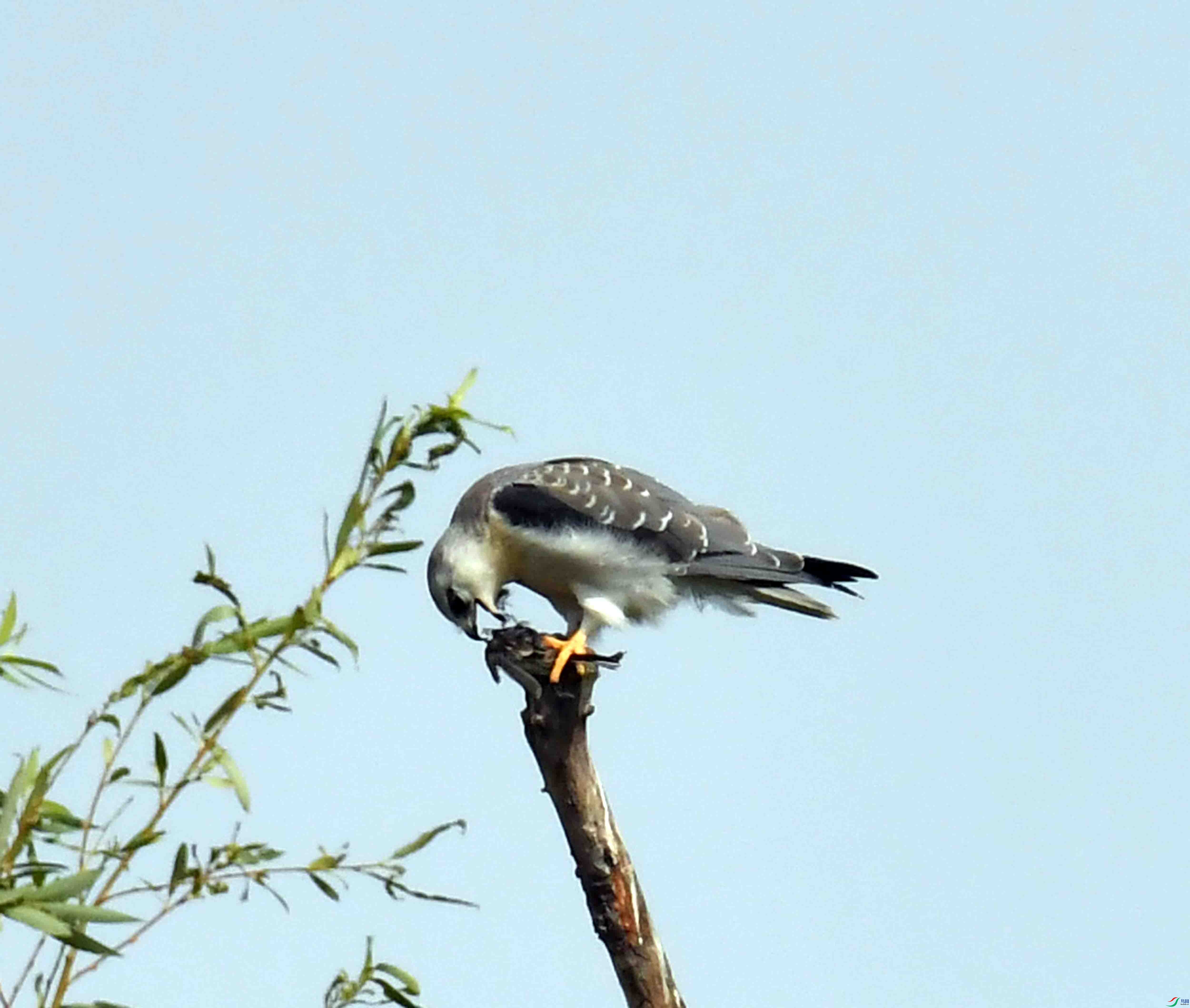 DSC_1326.JPG