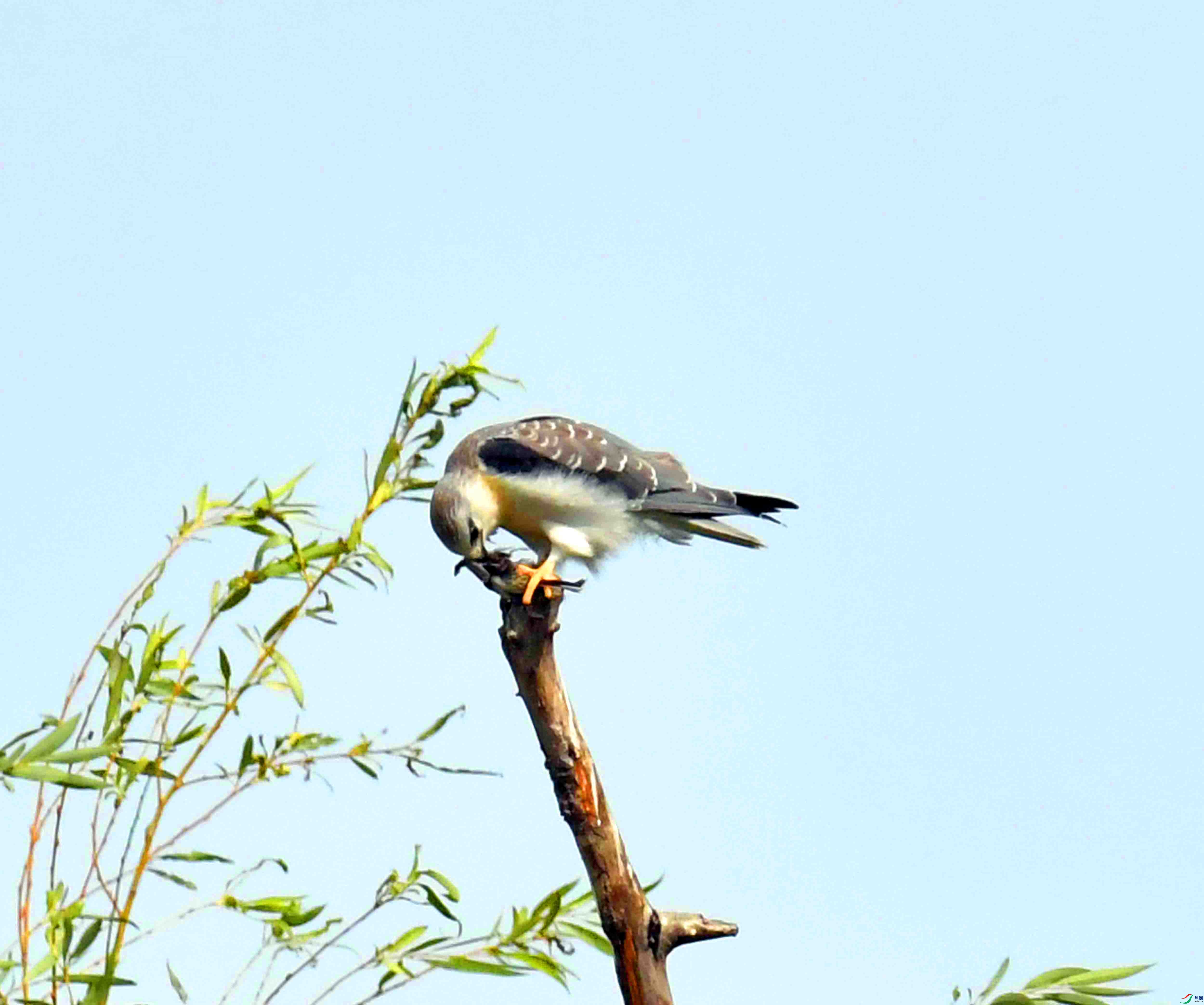 DSC_1333.JPG