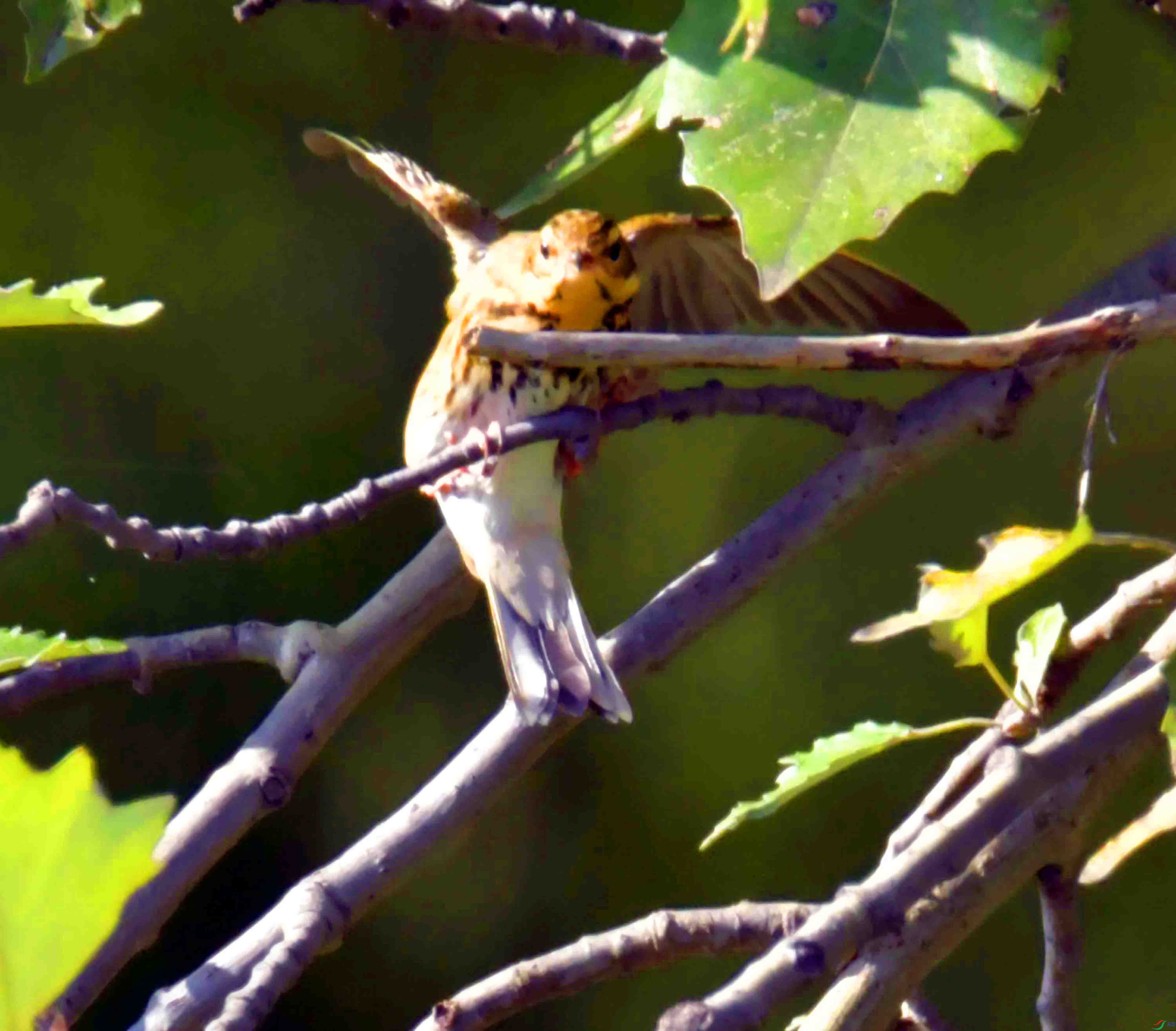 DSC_6240.JPG