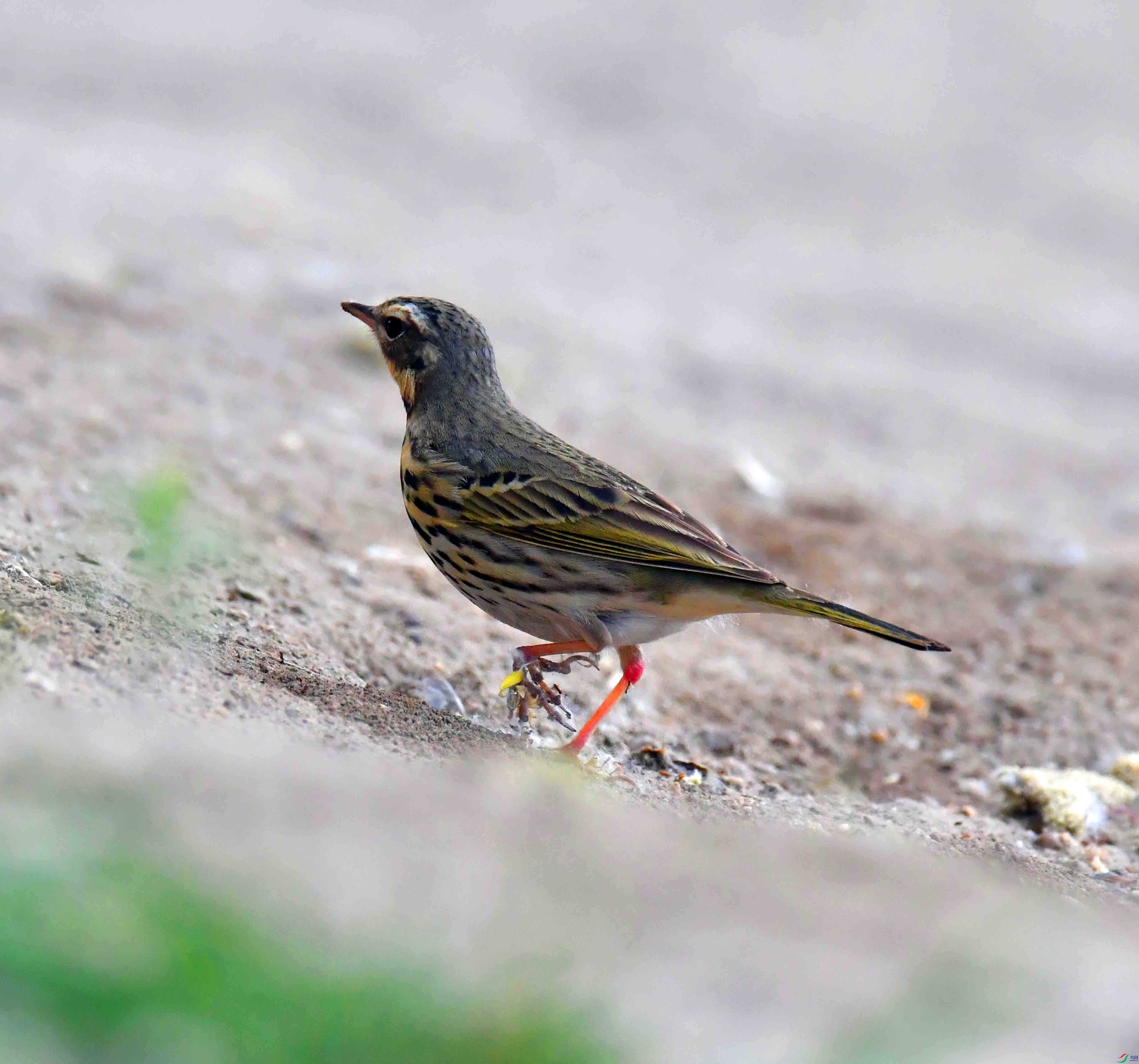 DSC_7591.JPG