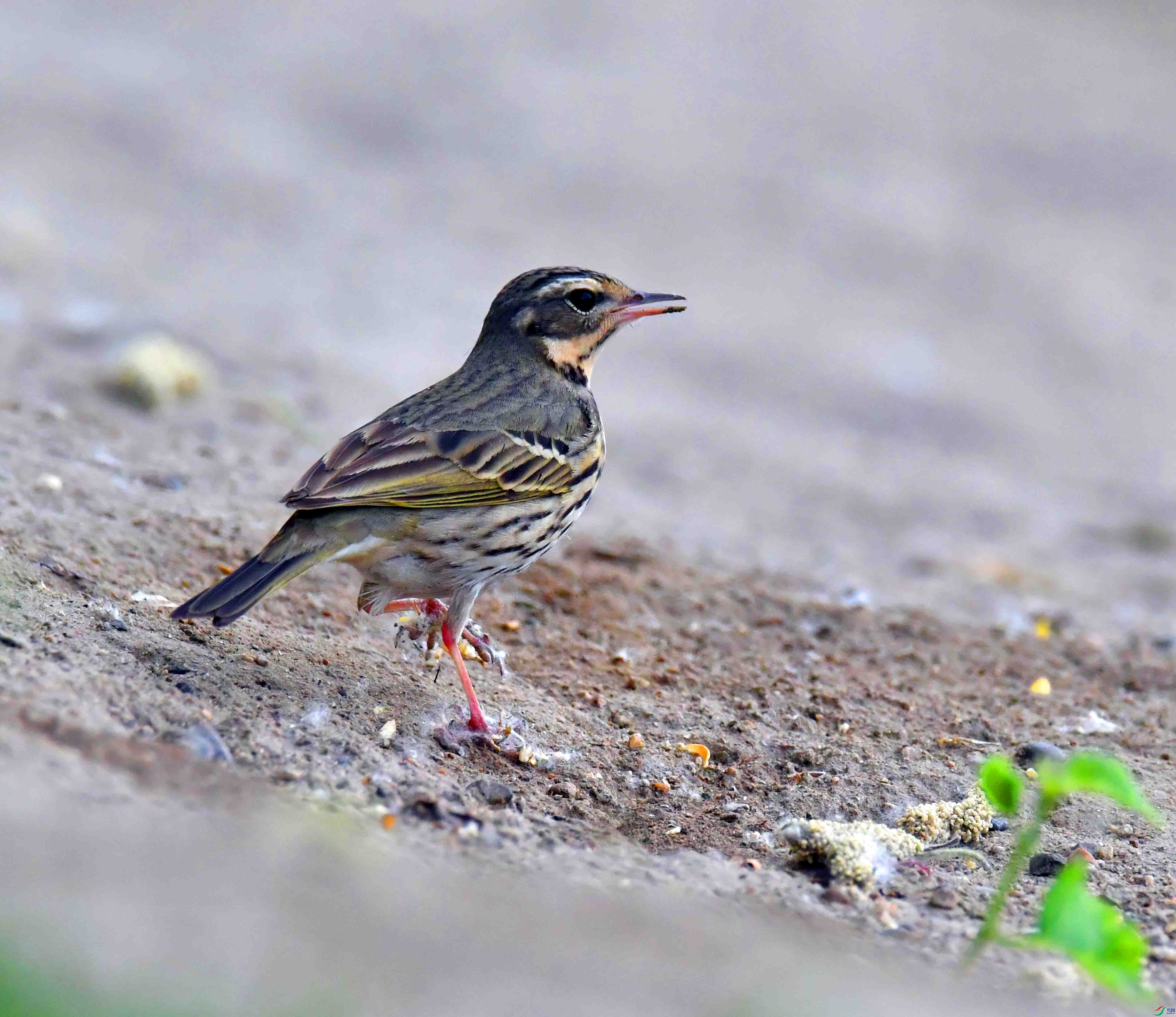 DSC_7599.JPG
