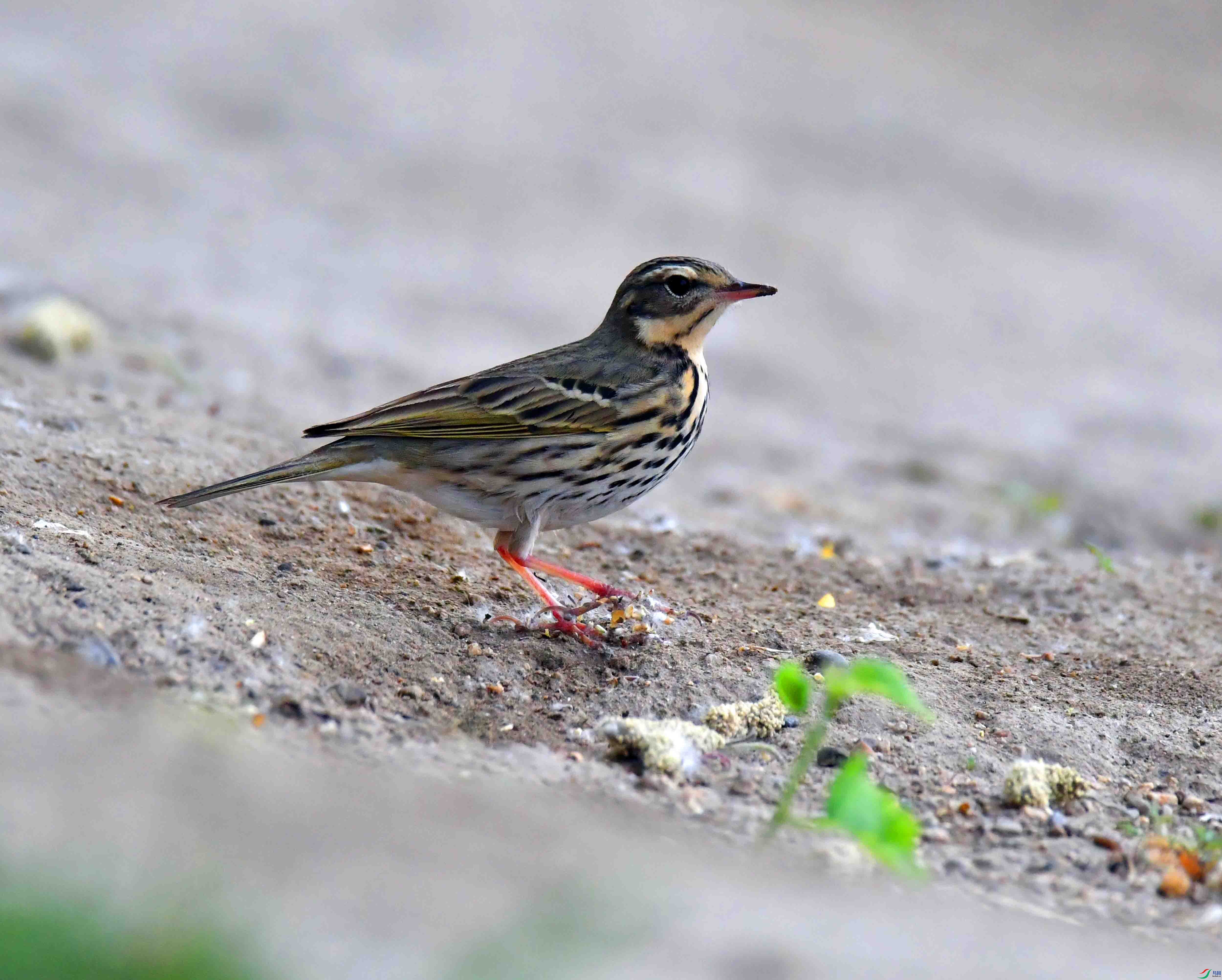 DSC_7606.JPG