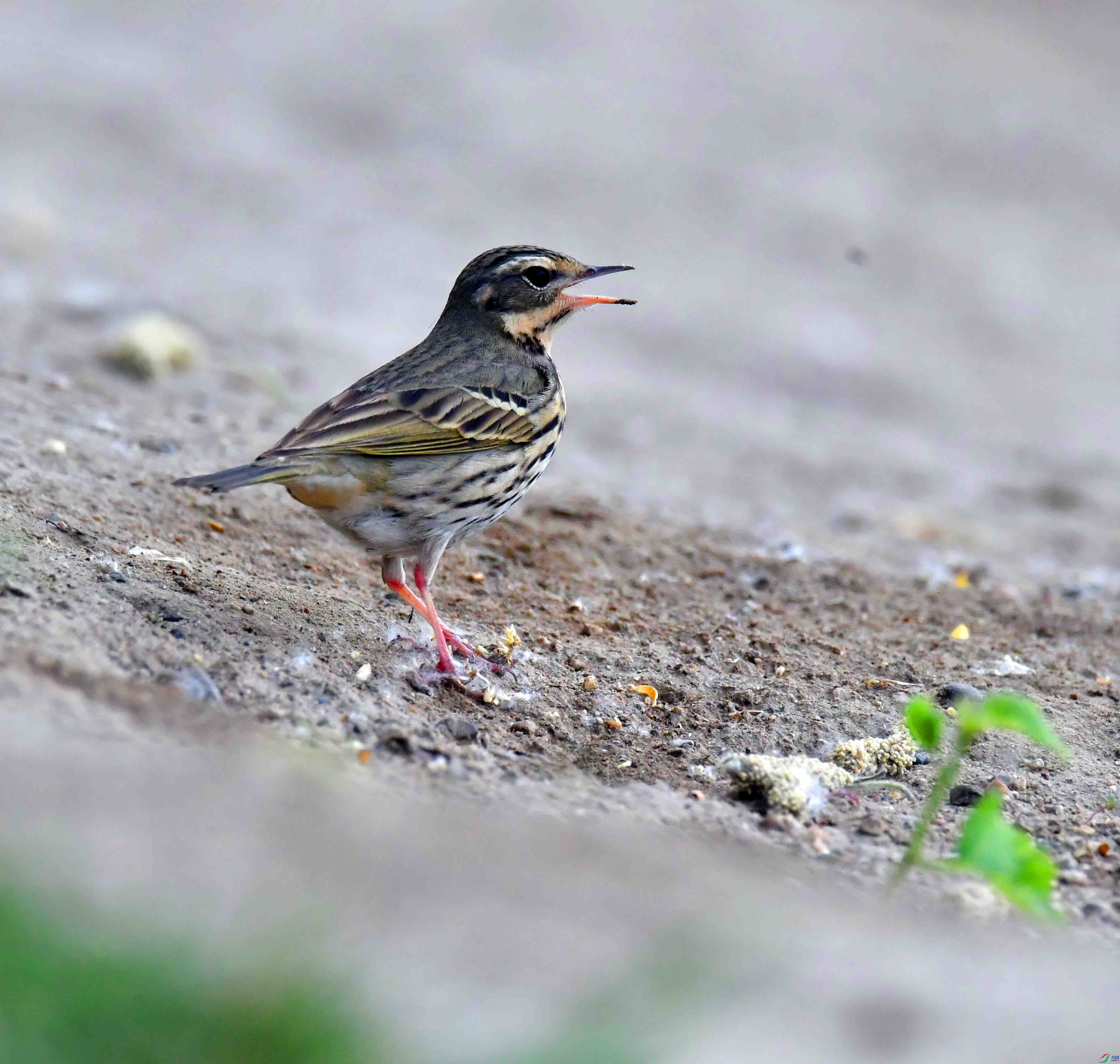 DSC_7602.JPG