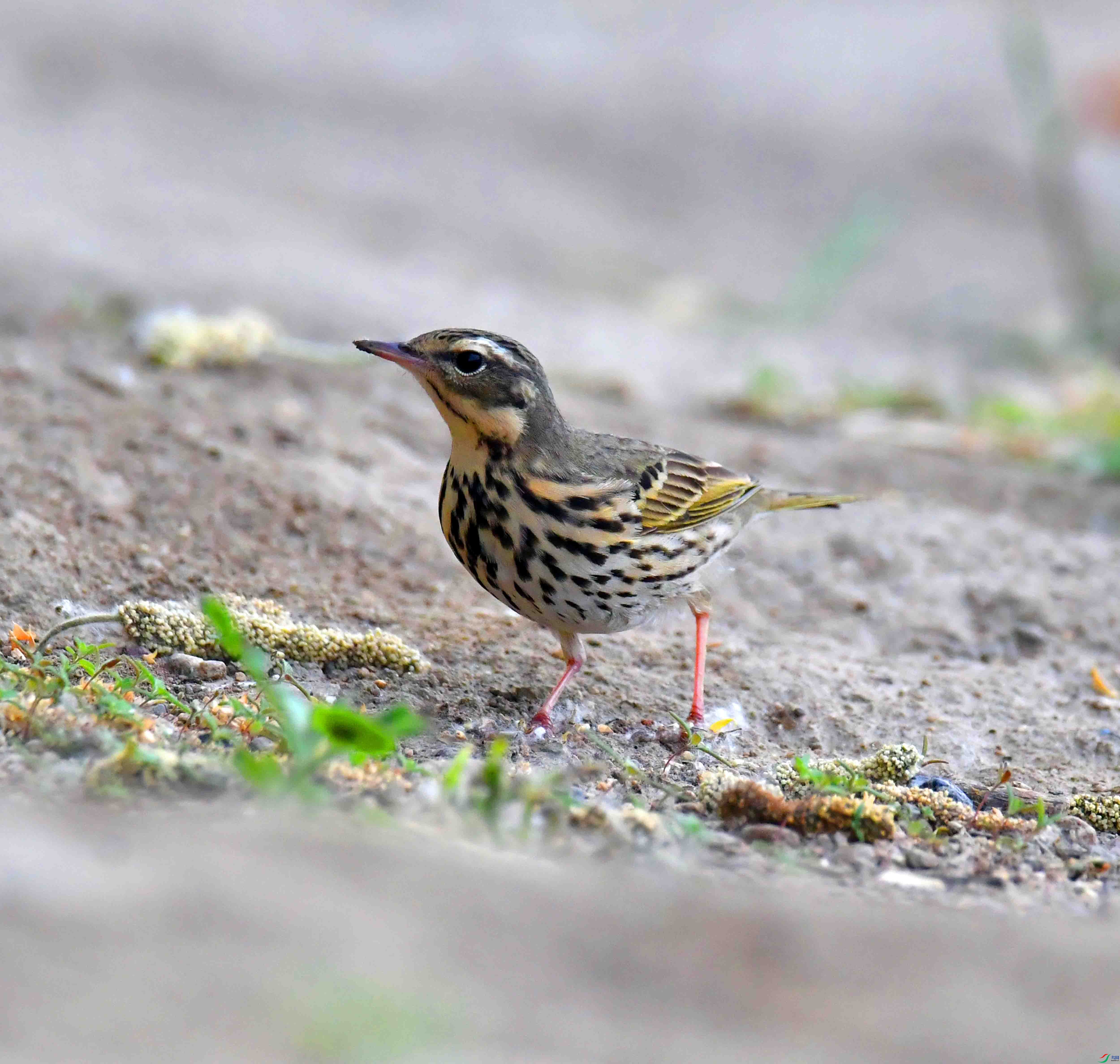 DSC_7618.JPG