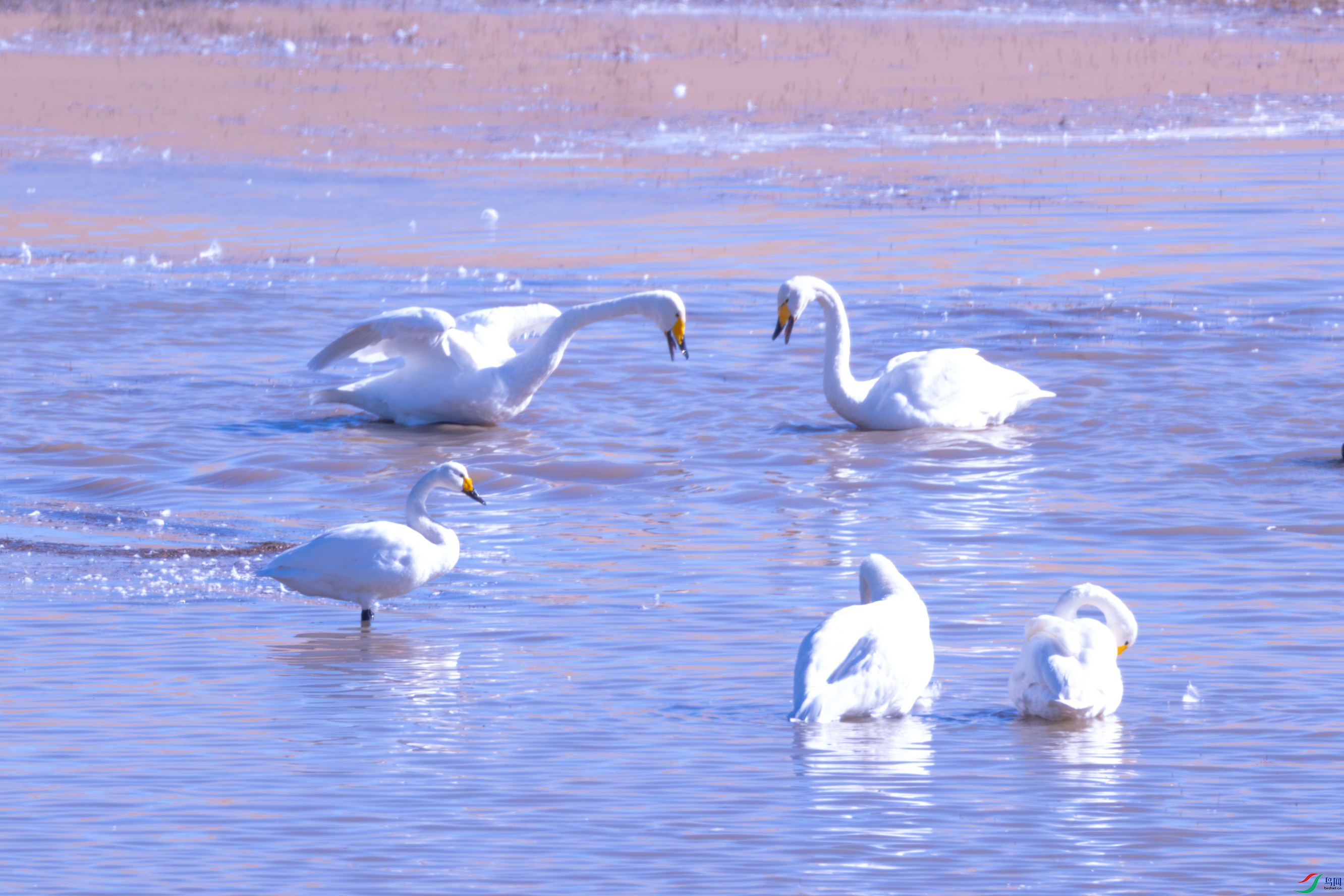 �Ի�������