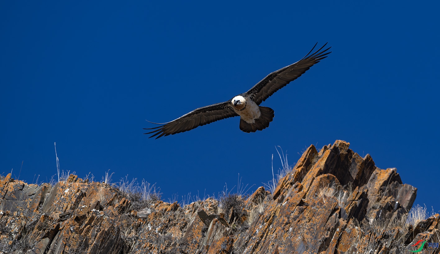 _DSC9972-����ǿ-NR ����.jpg