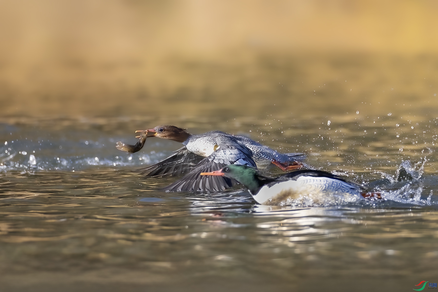 IMG_8078 ����.jpg