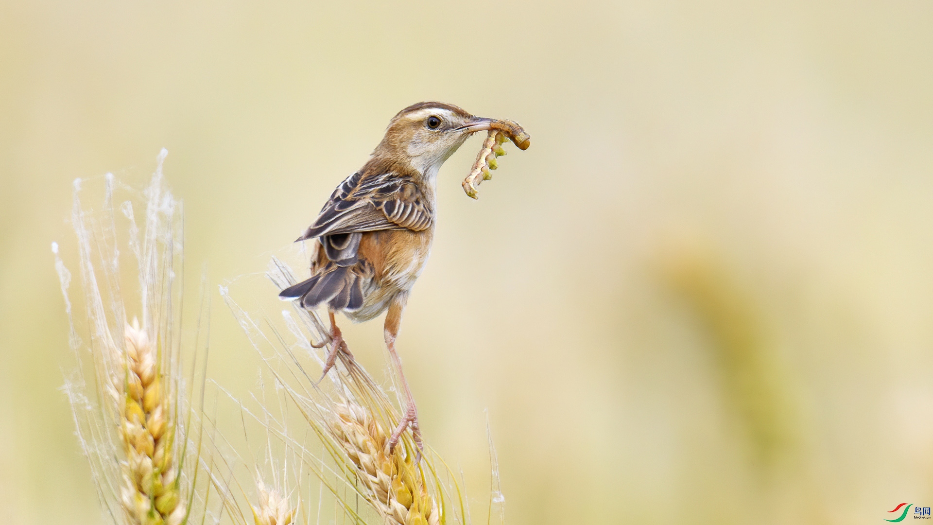 DSC_1212-20270708�� .jpg