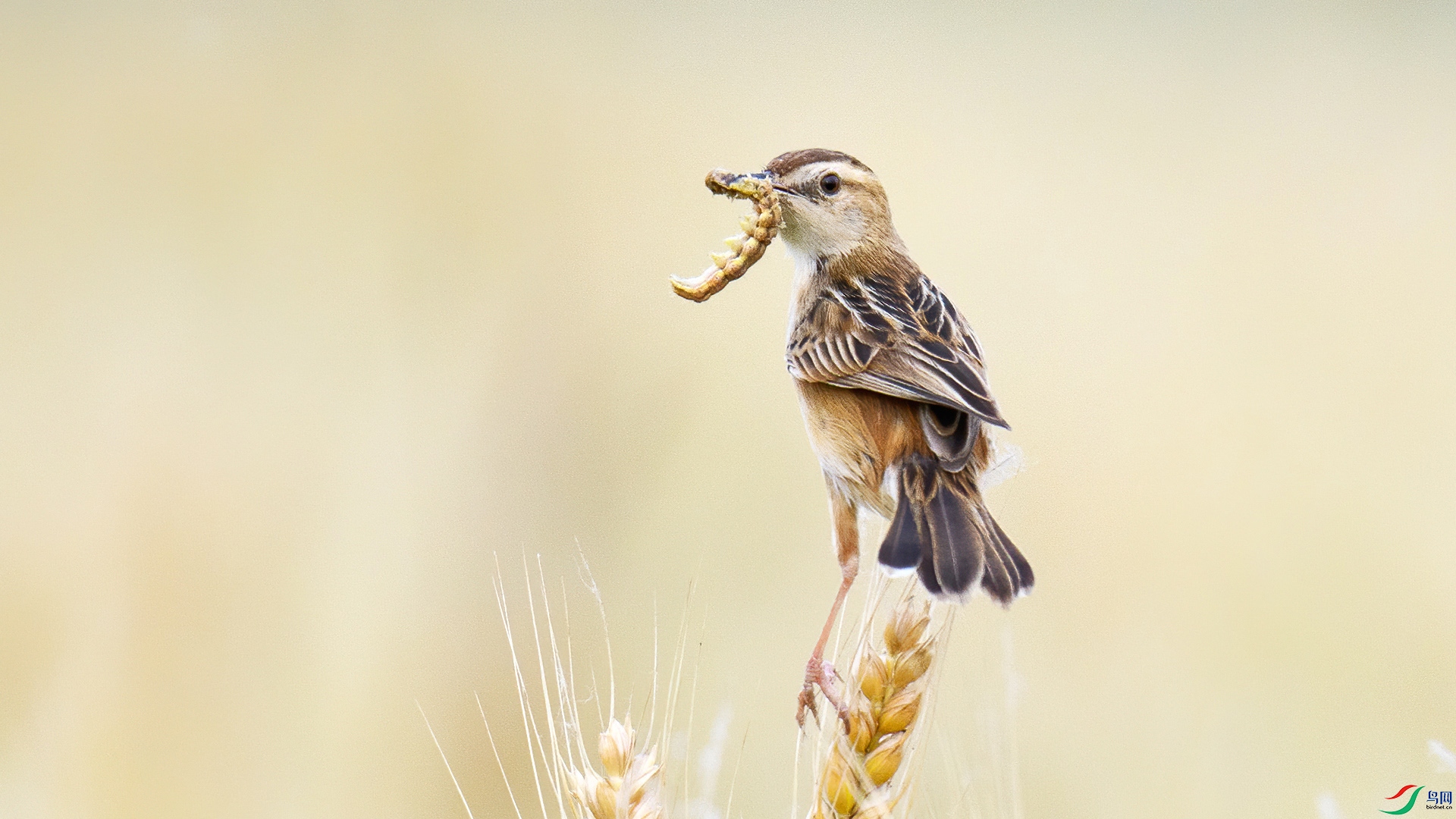 DSC_1252-20270708�� .jpg