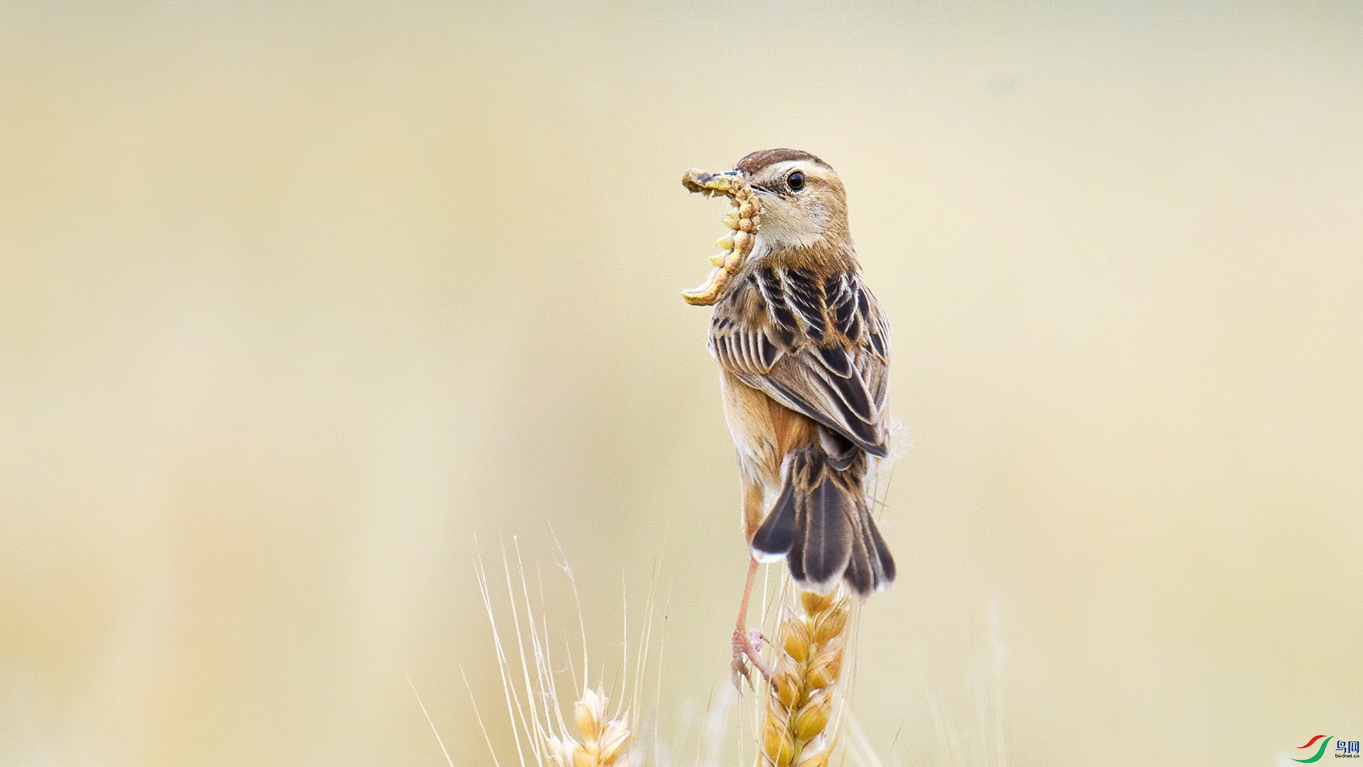 DSC_1253-20270708�� .jpg