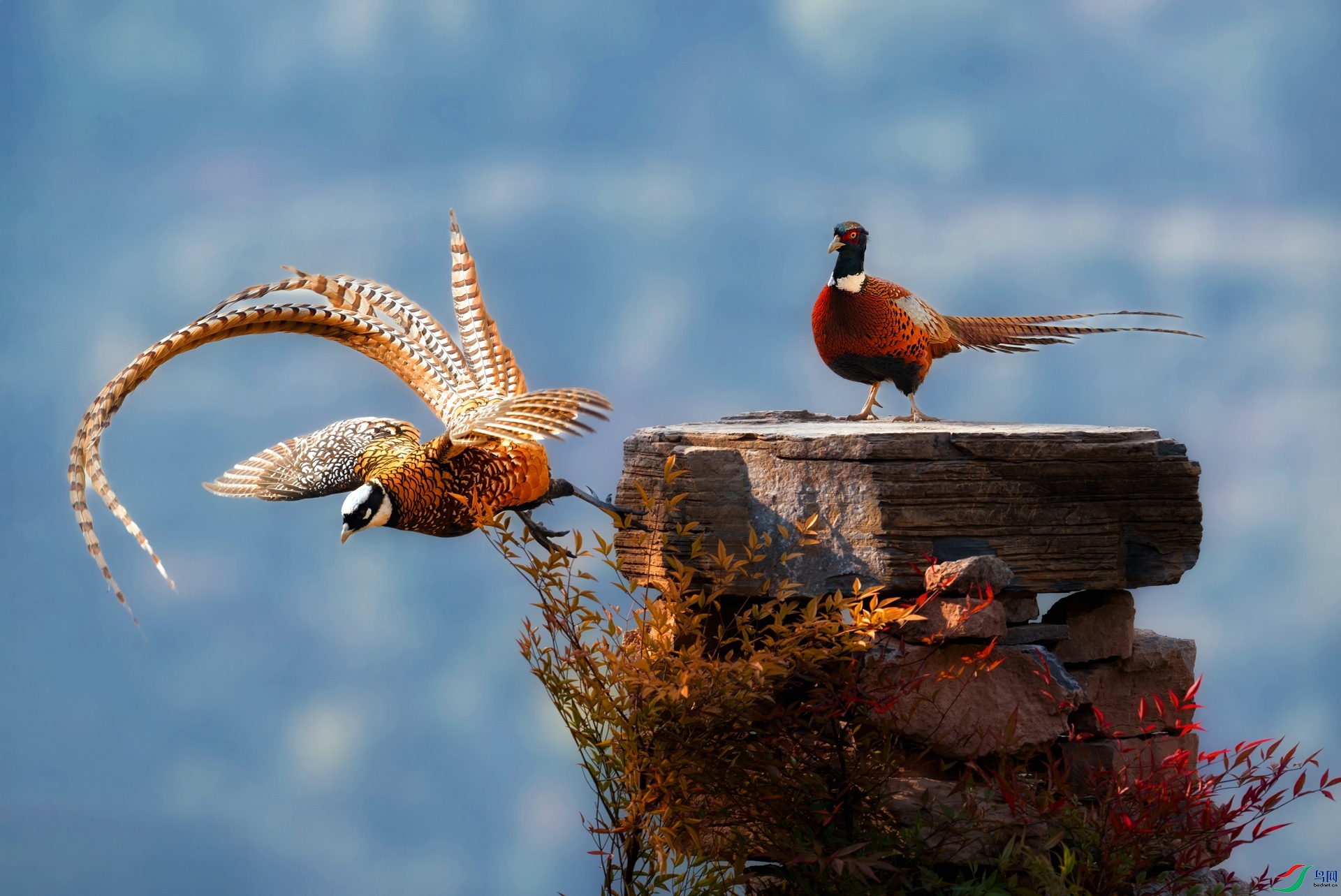 _DSC0800 ����-02.jpeg