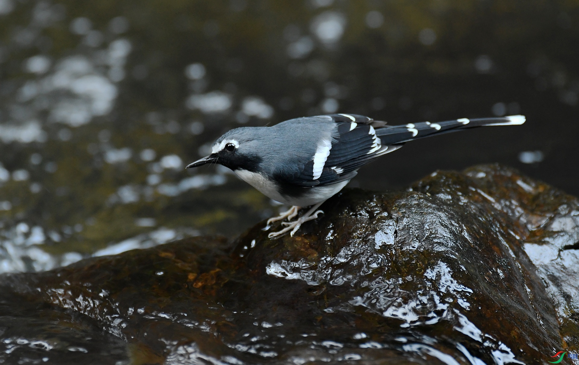 DSC_8658.jpg