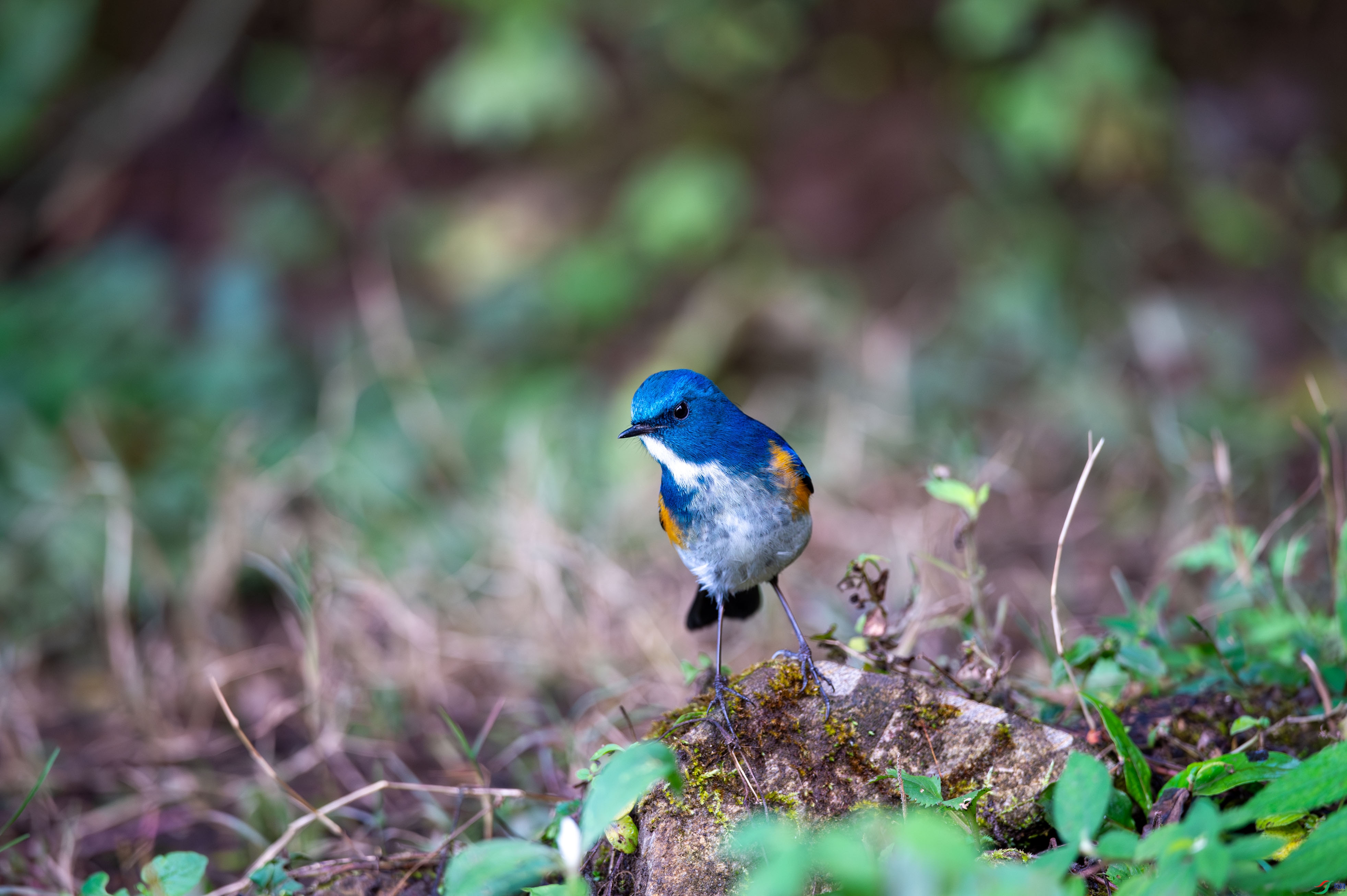 _DSC1074.jpg