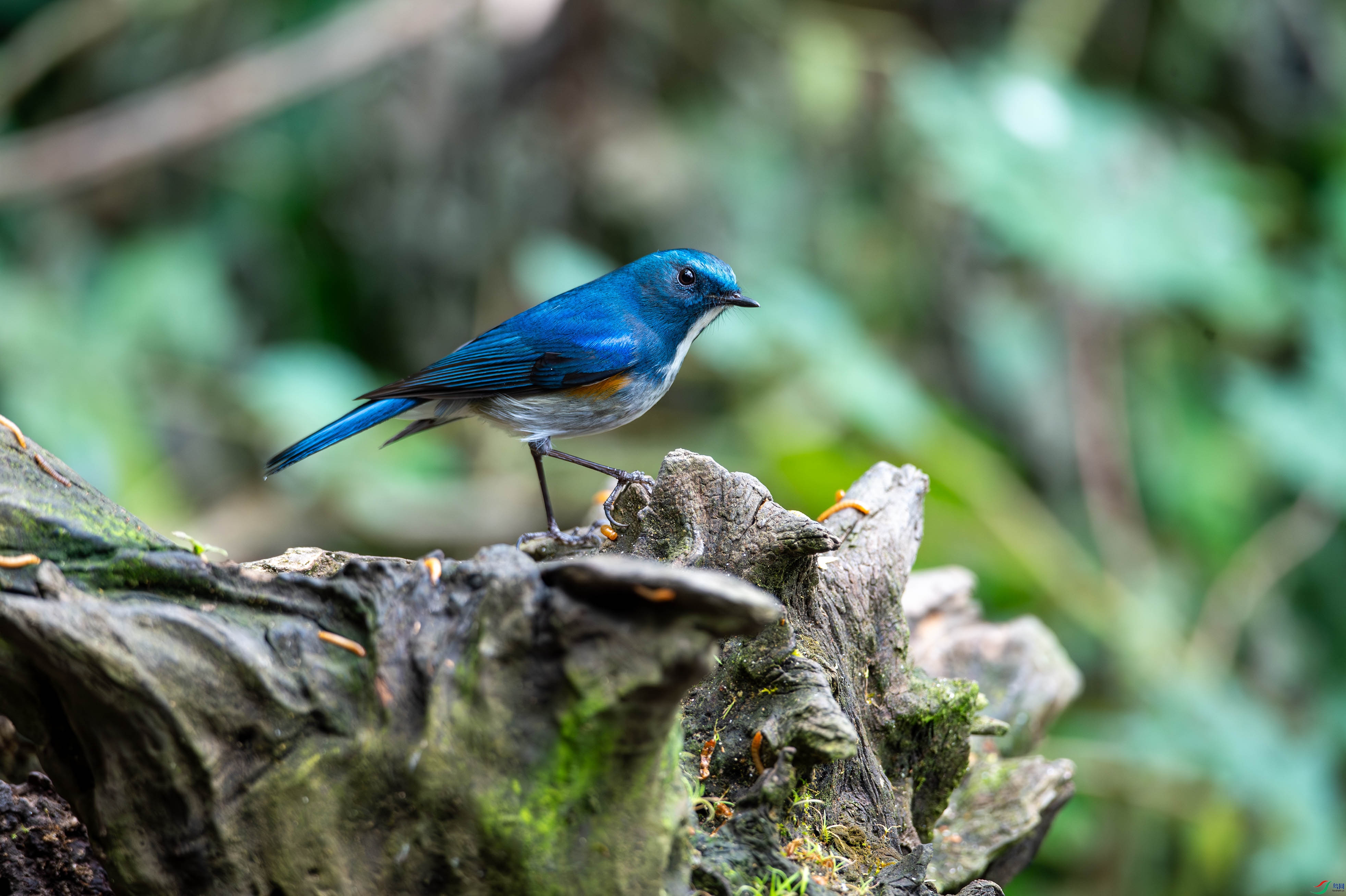 _DSC3685.jpg