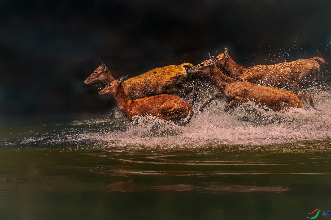 ��¹----����������ṳ̈����  