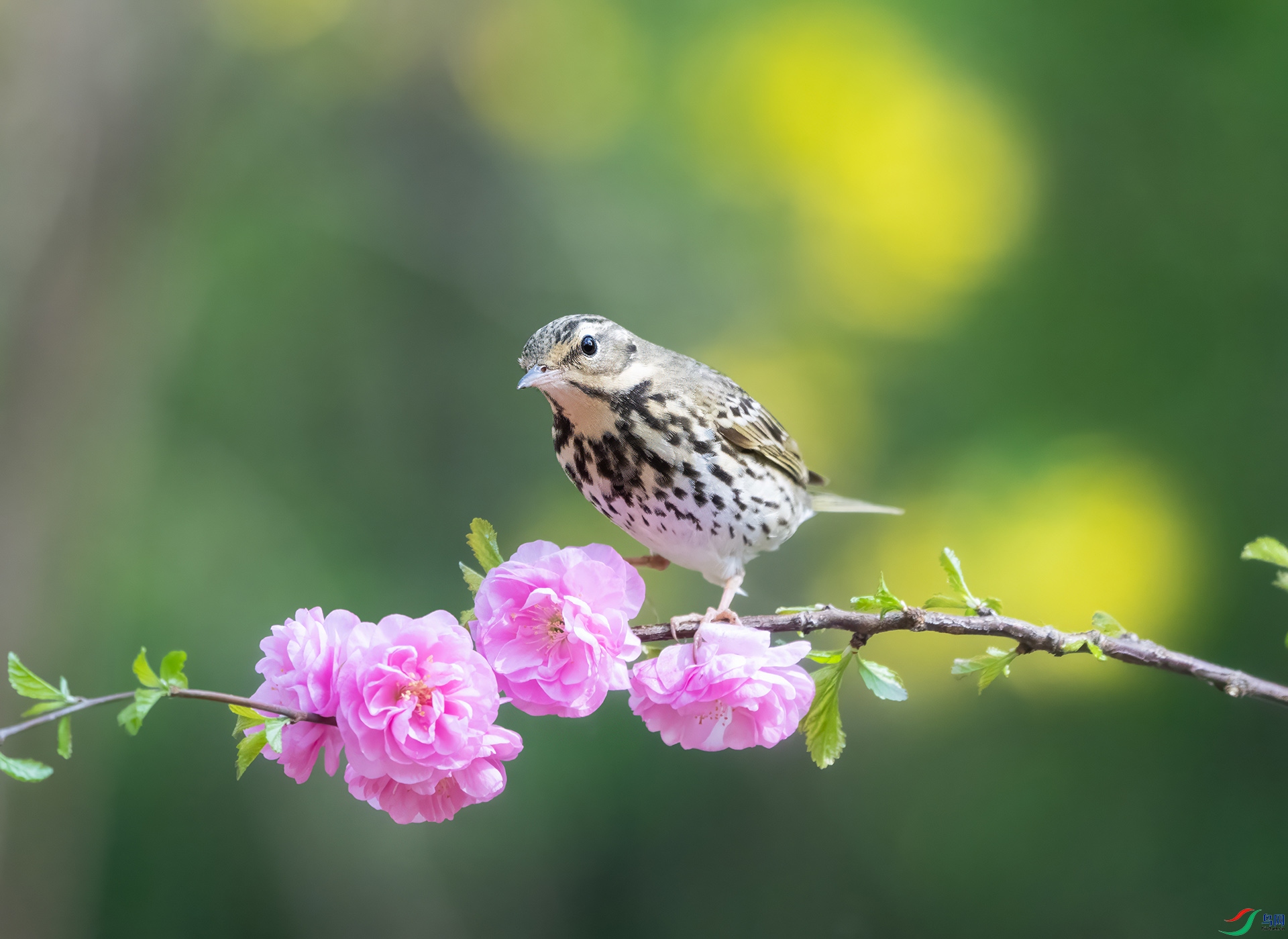 DSC07347 ����.jpg