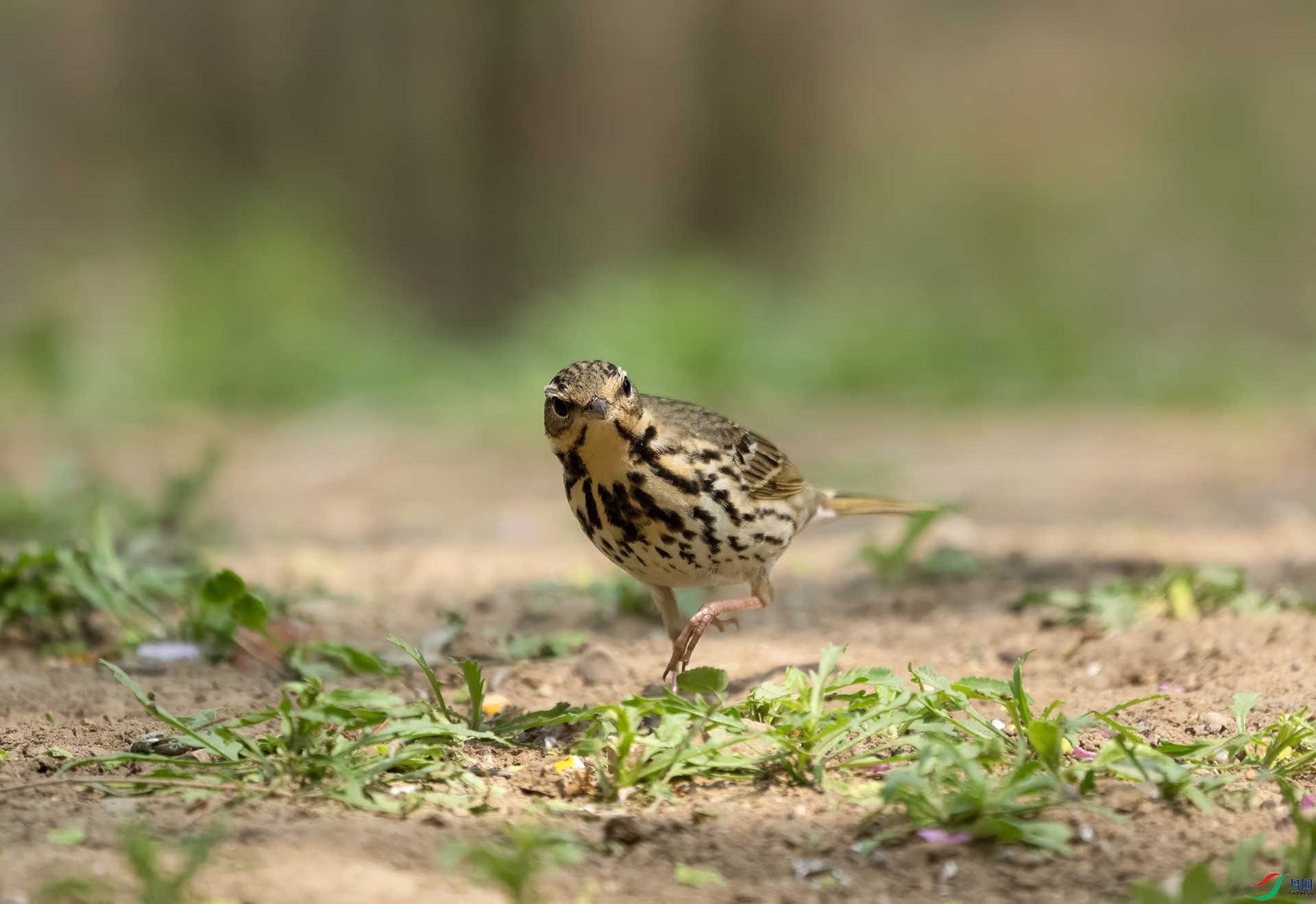 DSC08443 ����.jpg