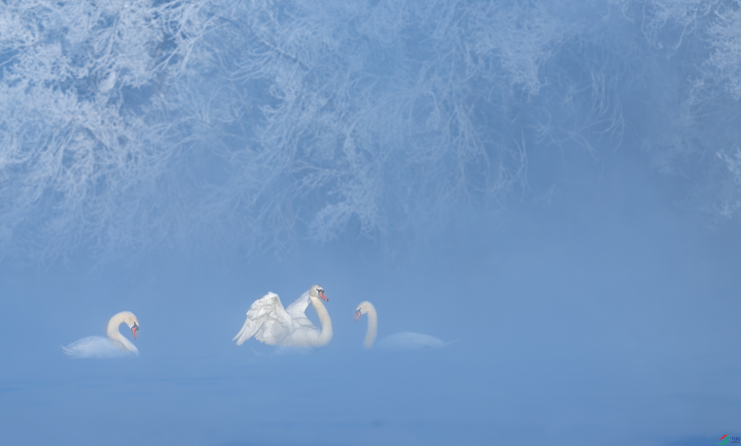 DSC_9460-11X.jpg