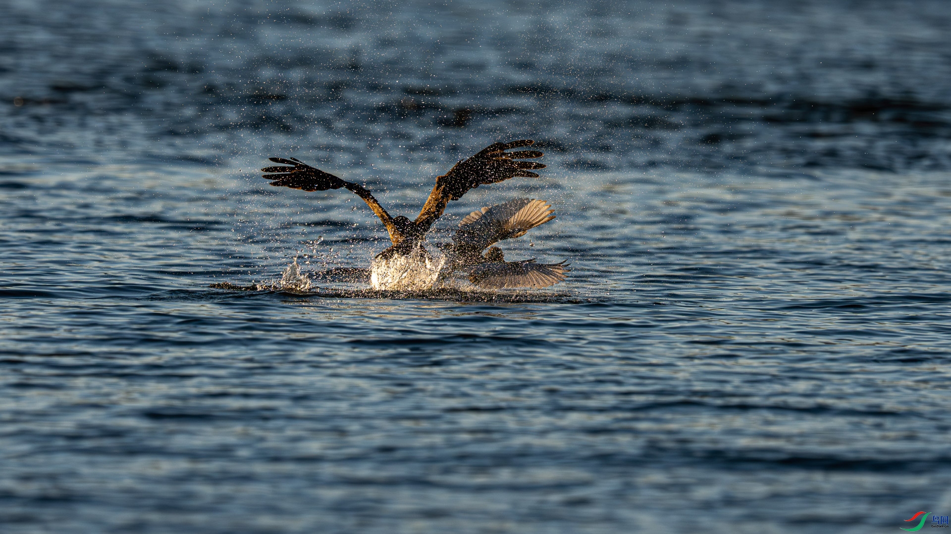 DSC03304 ����.jpg