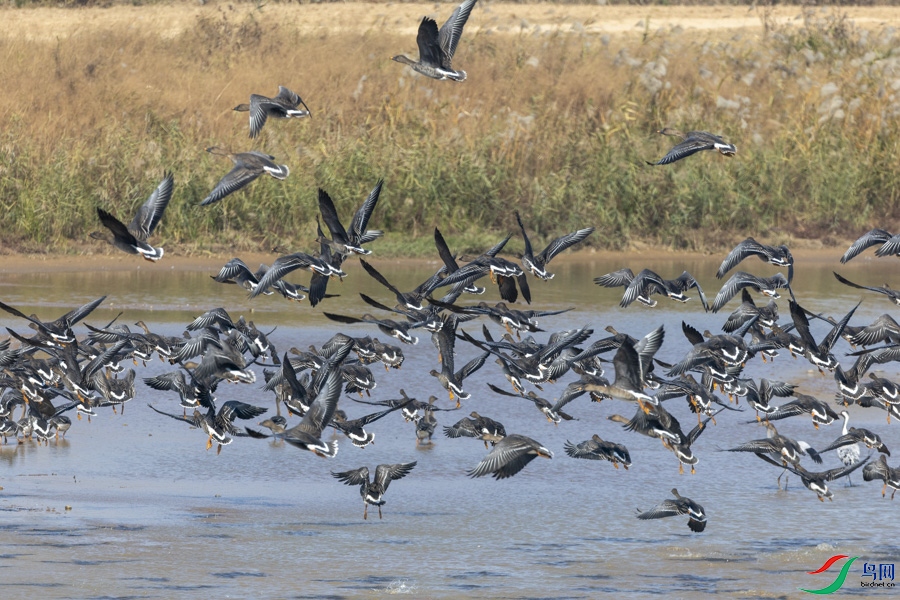 A_581.jpg