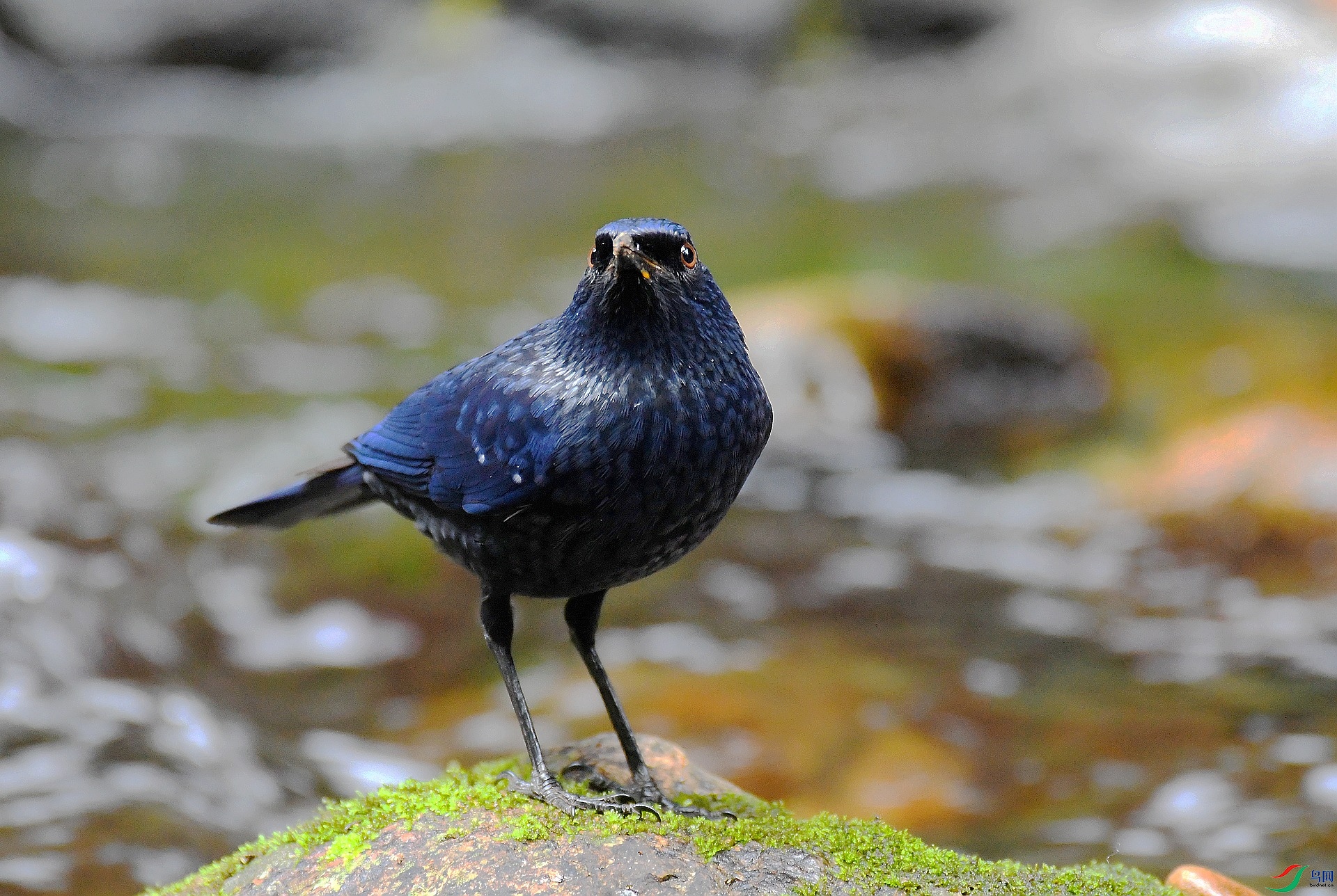 DSC_1258.jpg