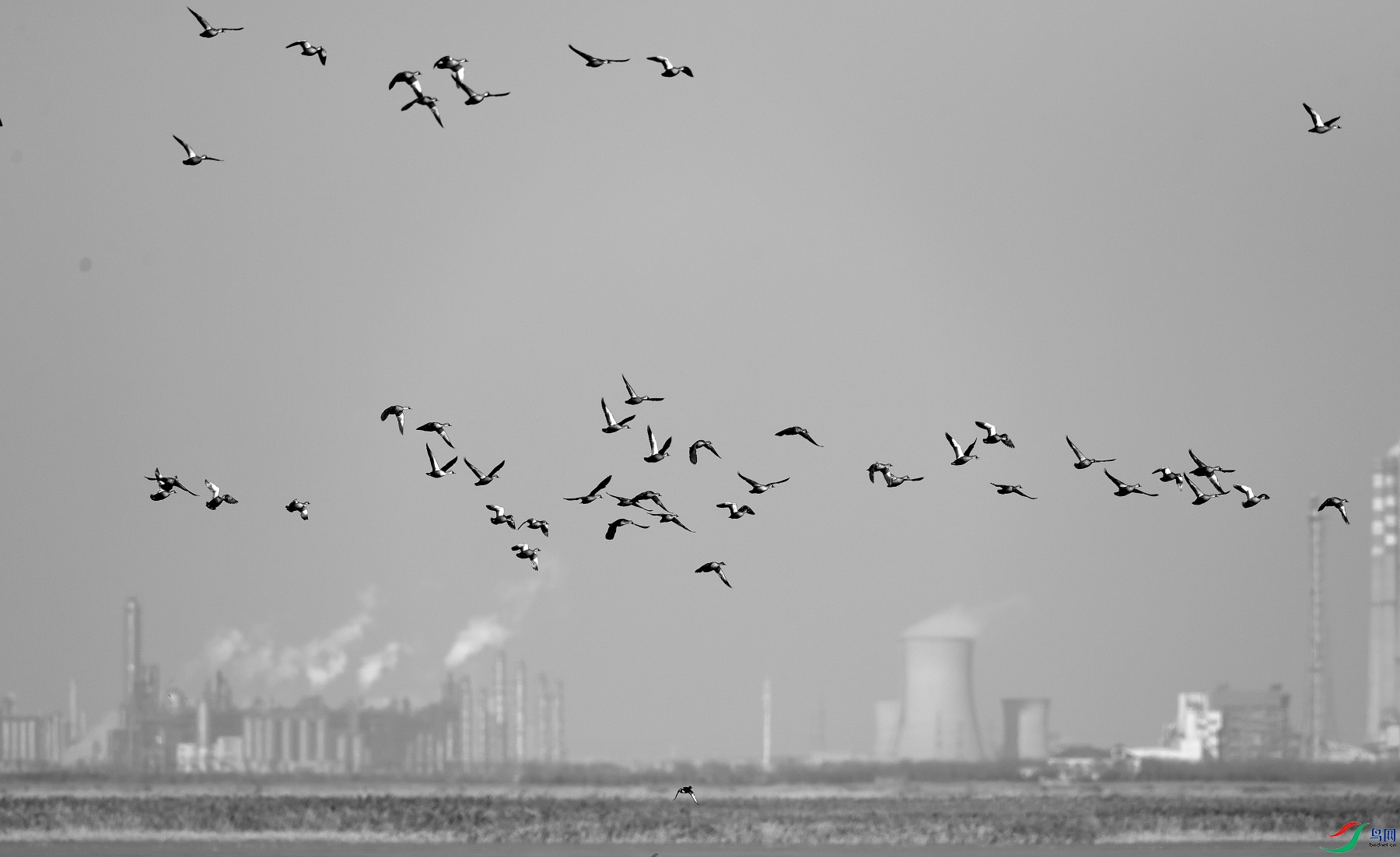 DSC_2591_01.JPG