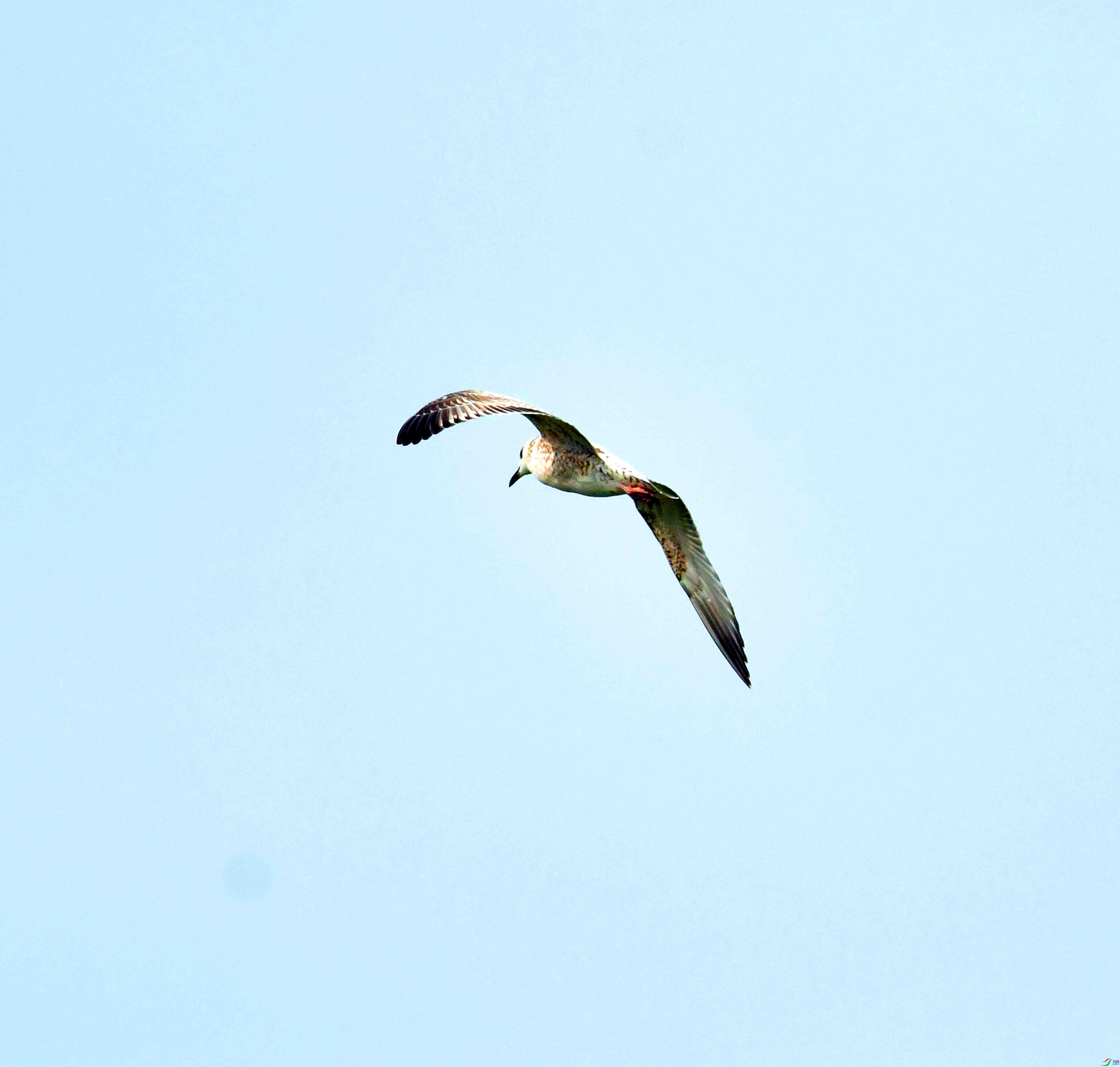 DSC_1143.JPG