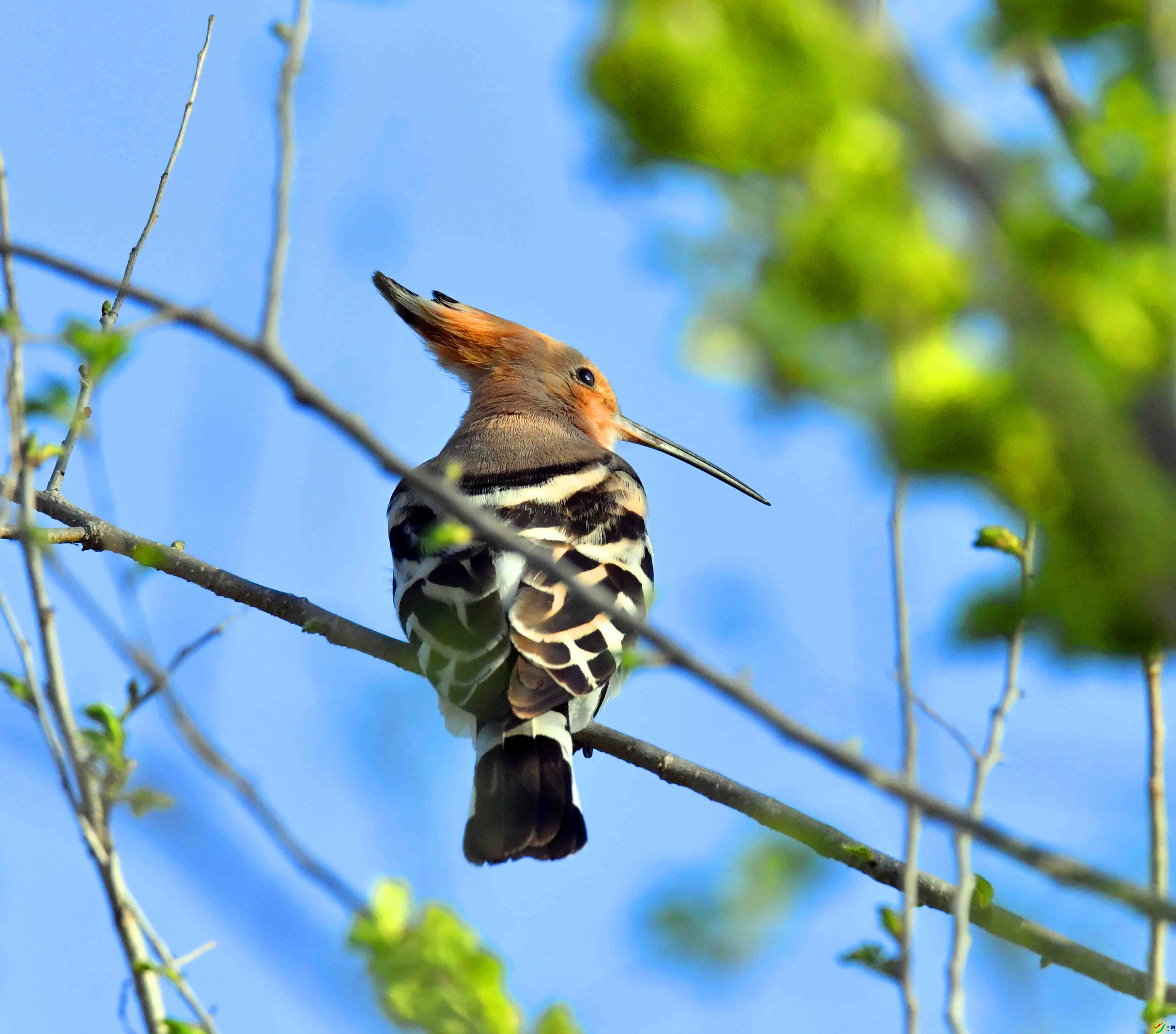 DSC_1078.JPG