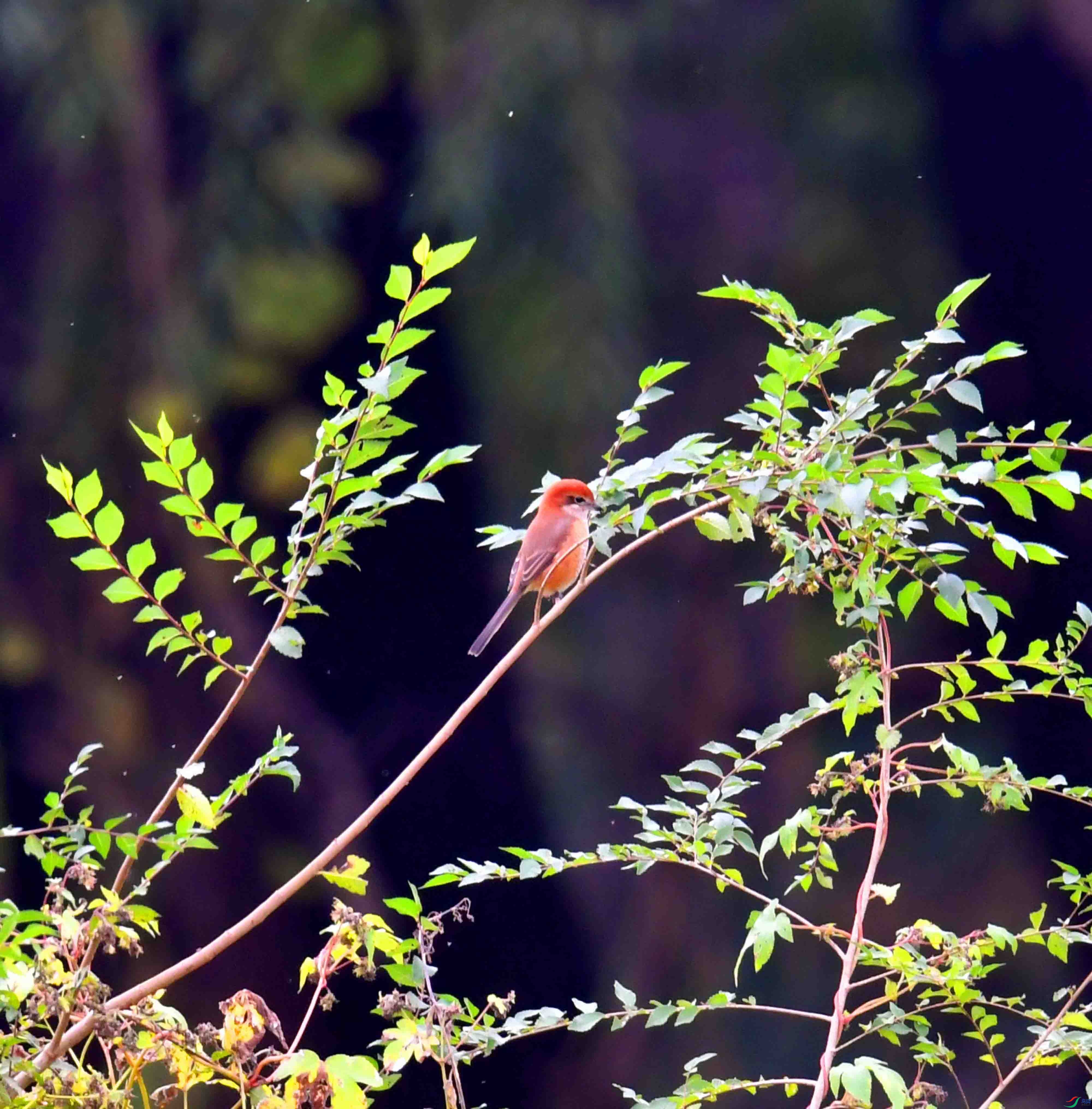 DSC_1529.JPG