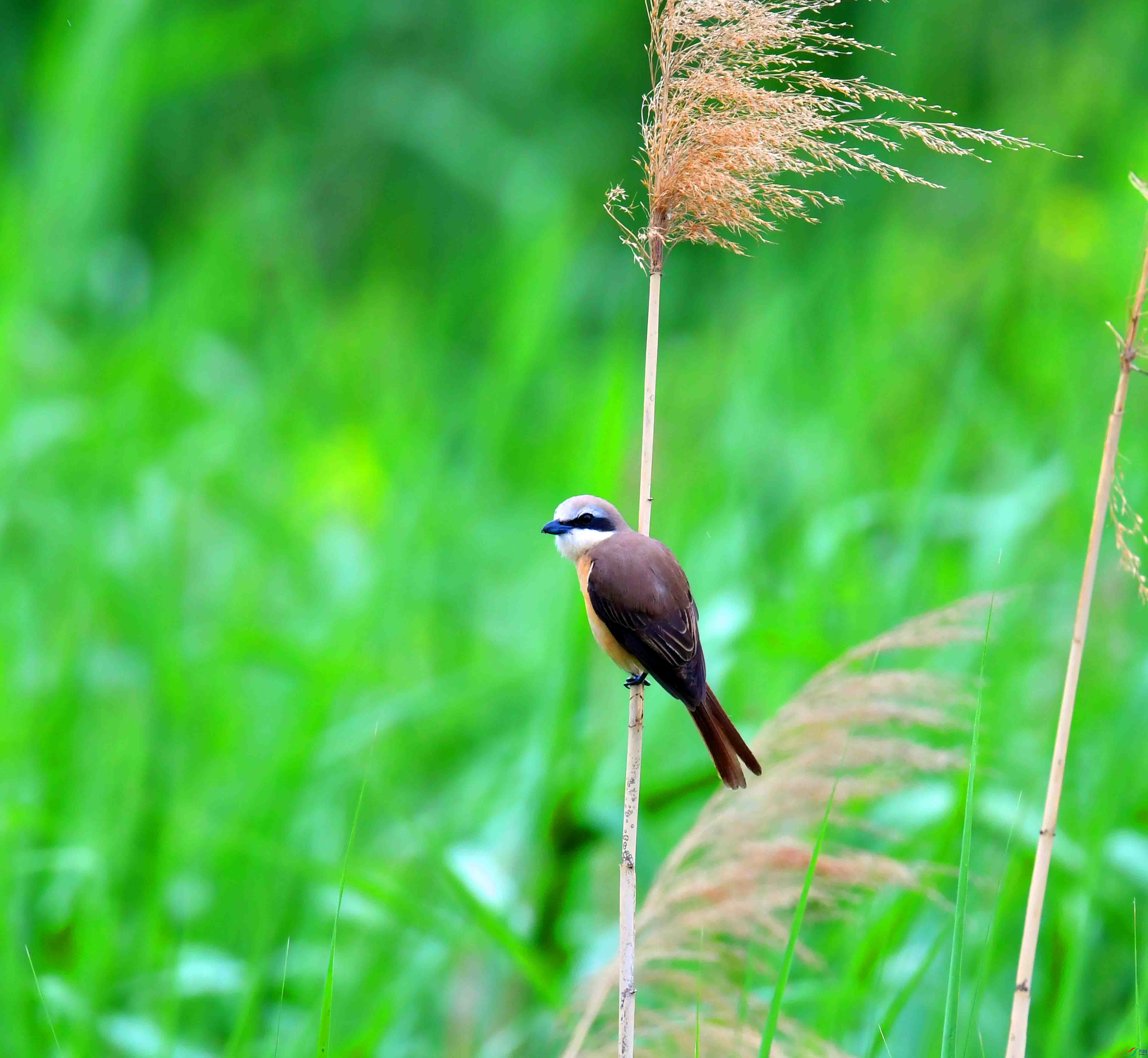 DSC_7424.JPG