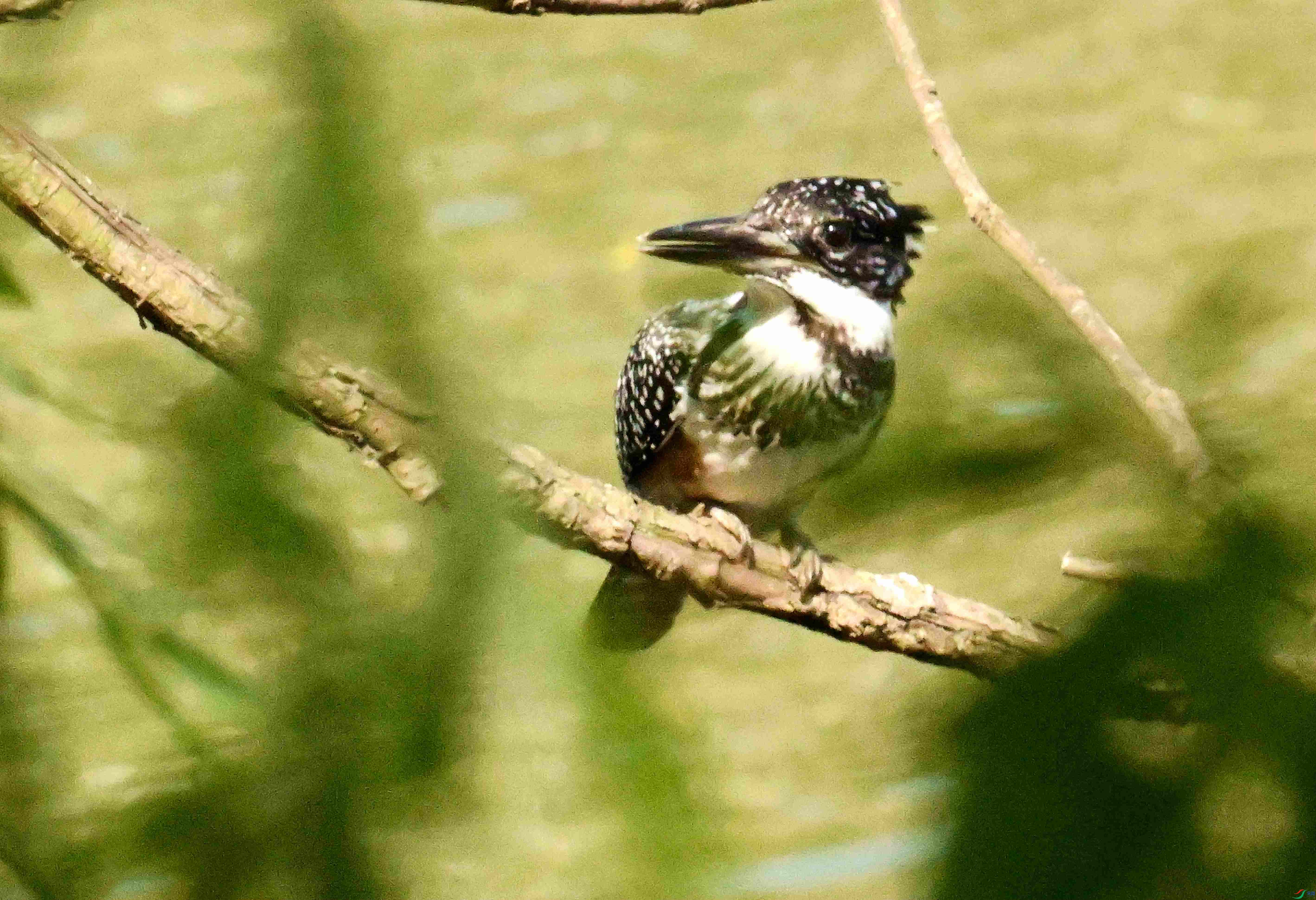 DSC_7475.JPG