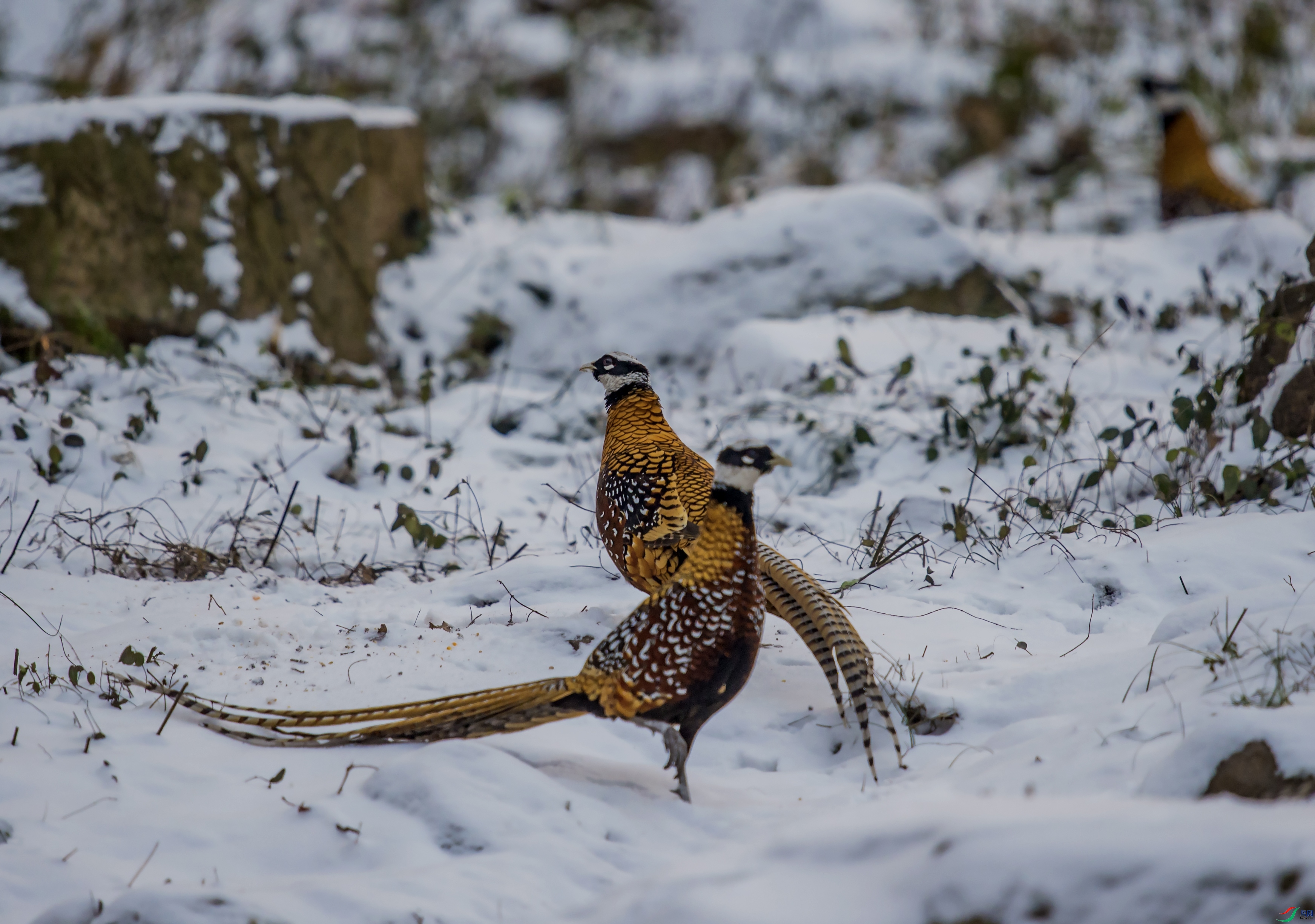 DSC_6336.jpg