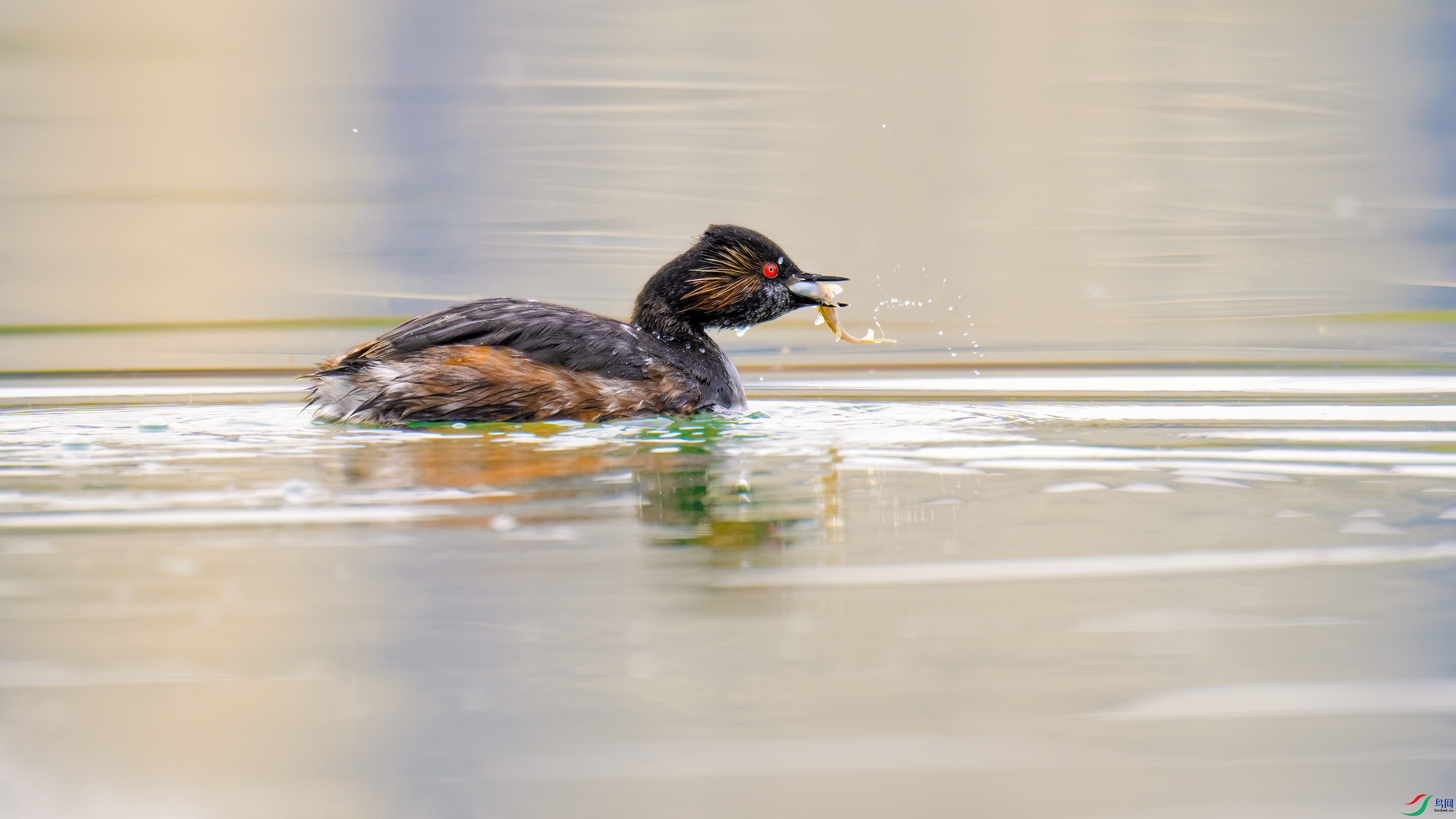 _DSC6580_DxO.jpg