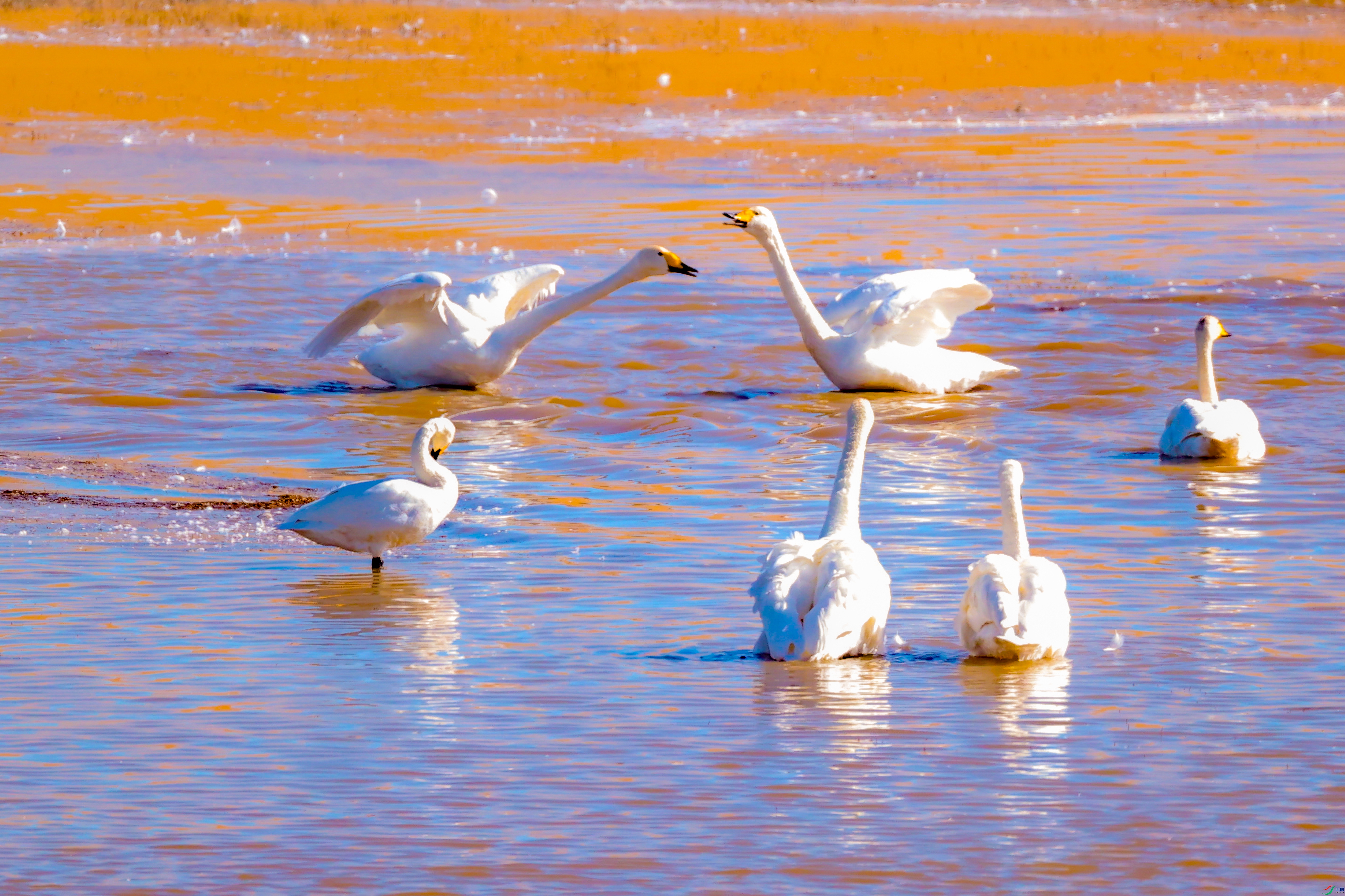 �Ի�������