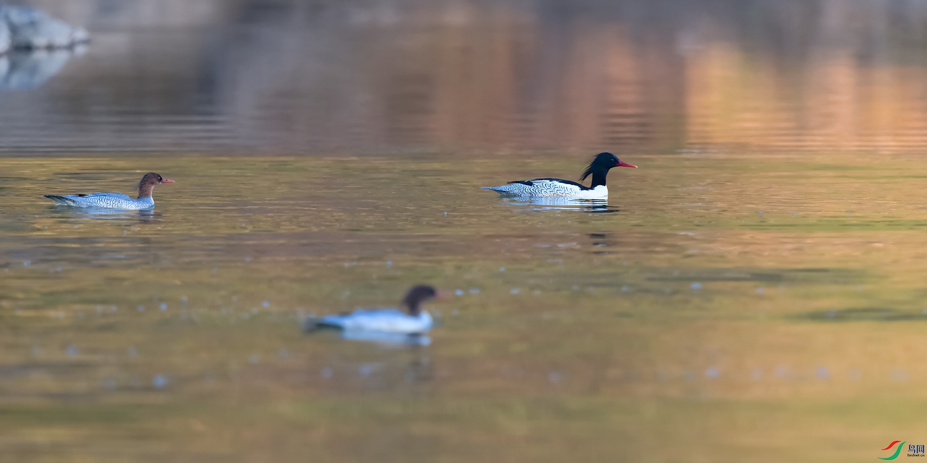 DSC_8119_DxOa.jpg